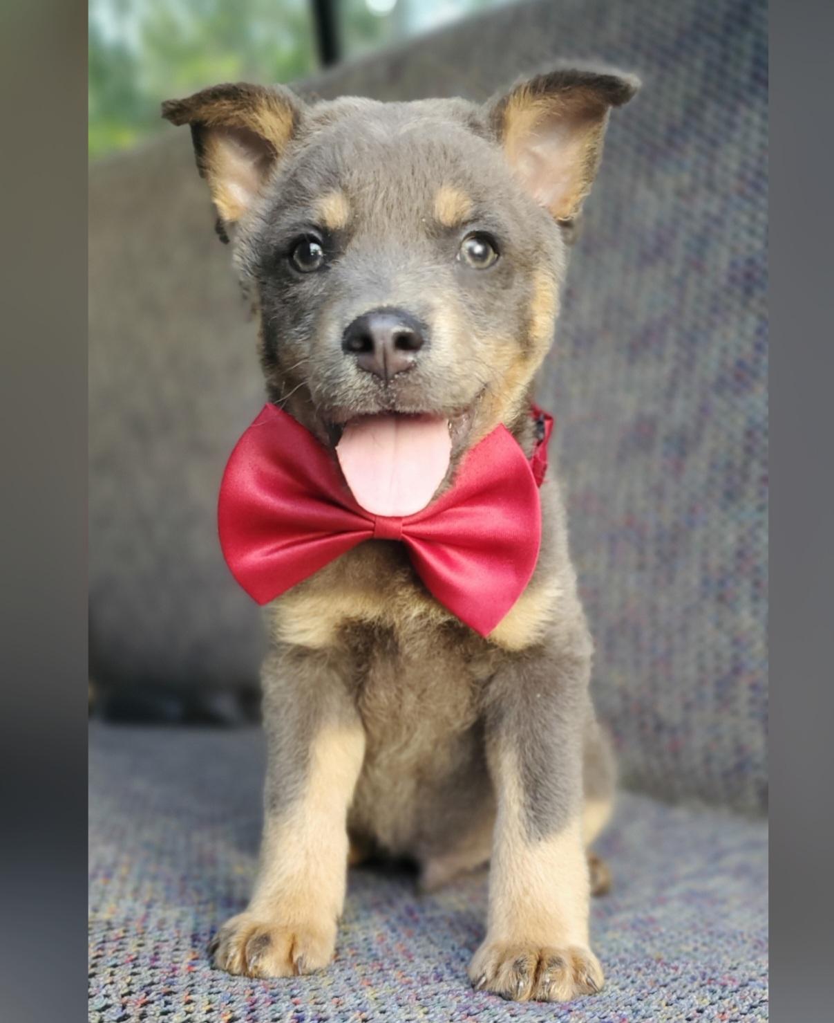 Tate, a Adoptable mixed breed in Jacksonville, FL image 3/6
