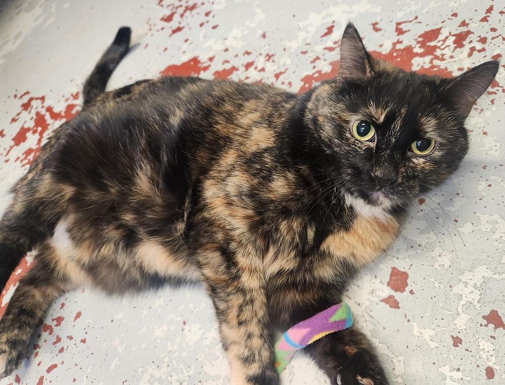 Enlarge Meadow, a Adoptable Domestic Short Hair in Mason City, IA image 1/2