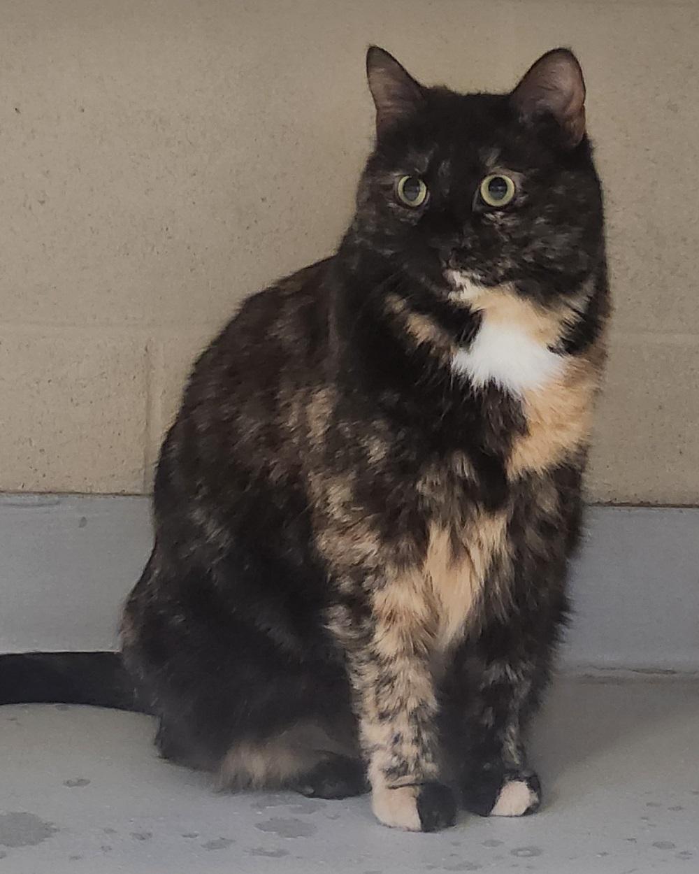 Enlarge Meadow, a Adoptable Domestic Short Hair in Mason City, IA image 2/2