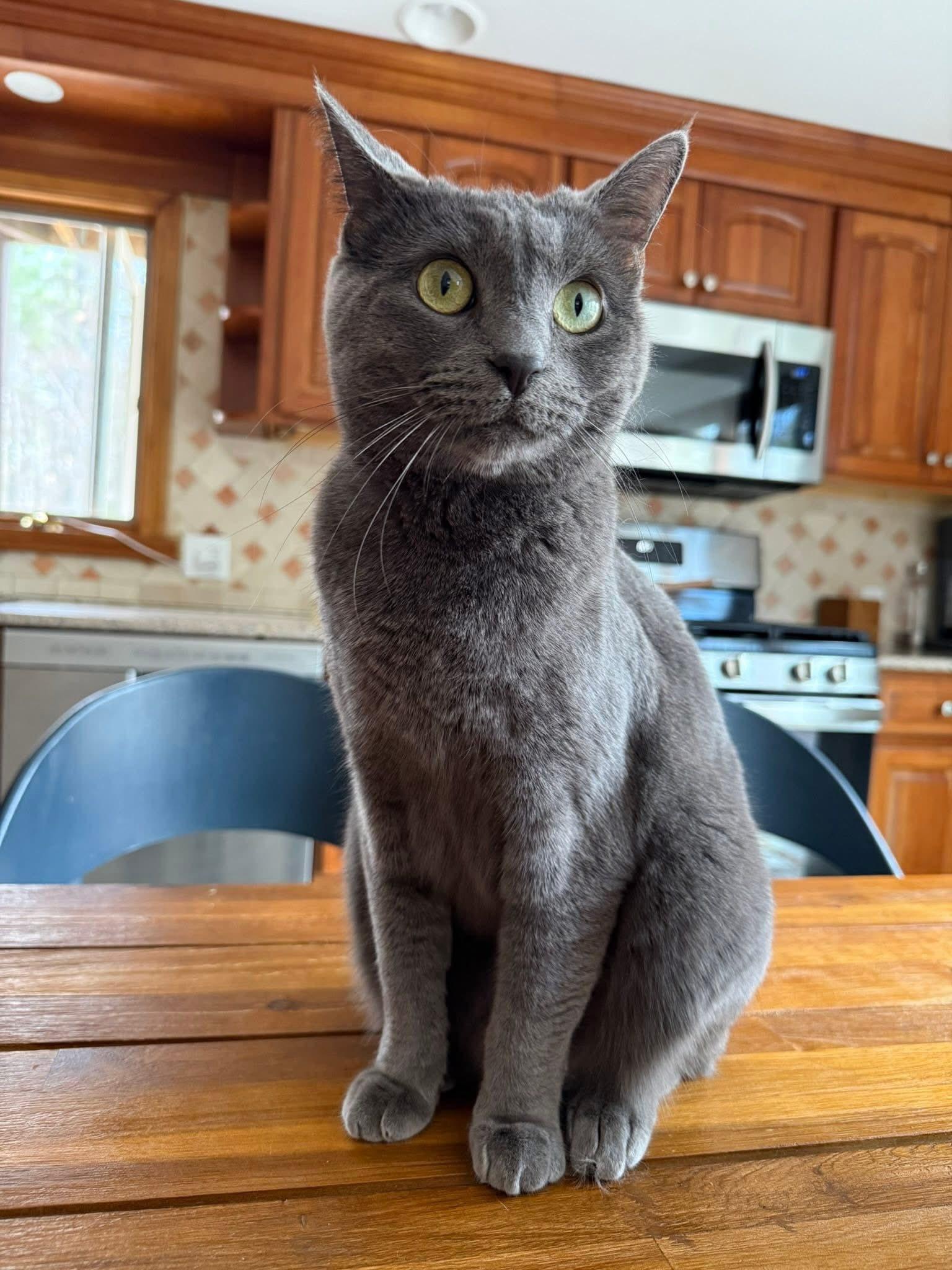 Enlarge Bennie, a ADOPTABLE mixed breed in Middleton, MA image 1/4