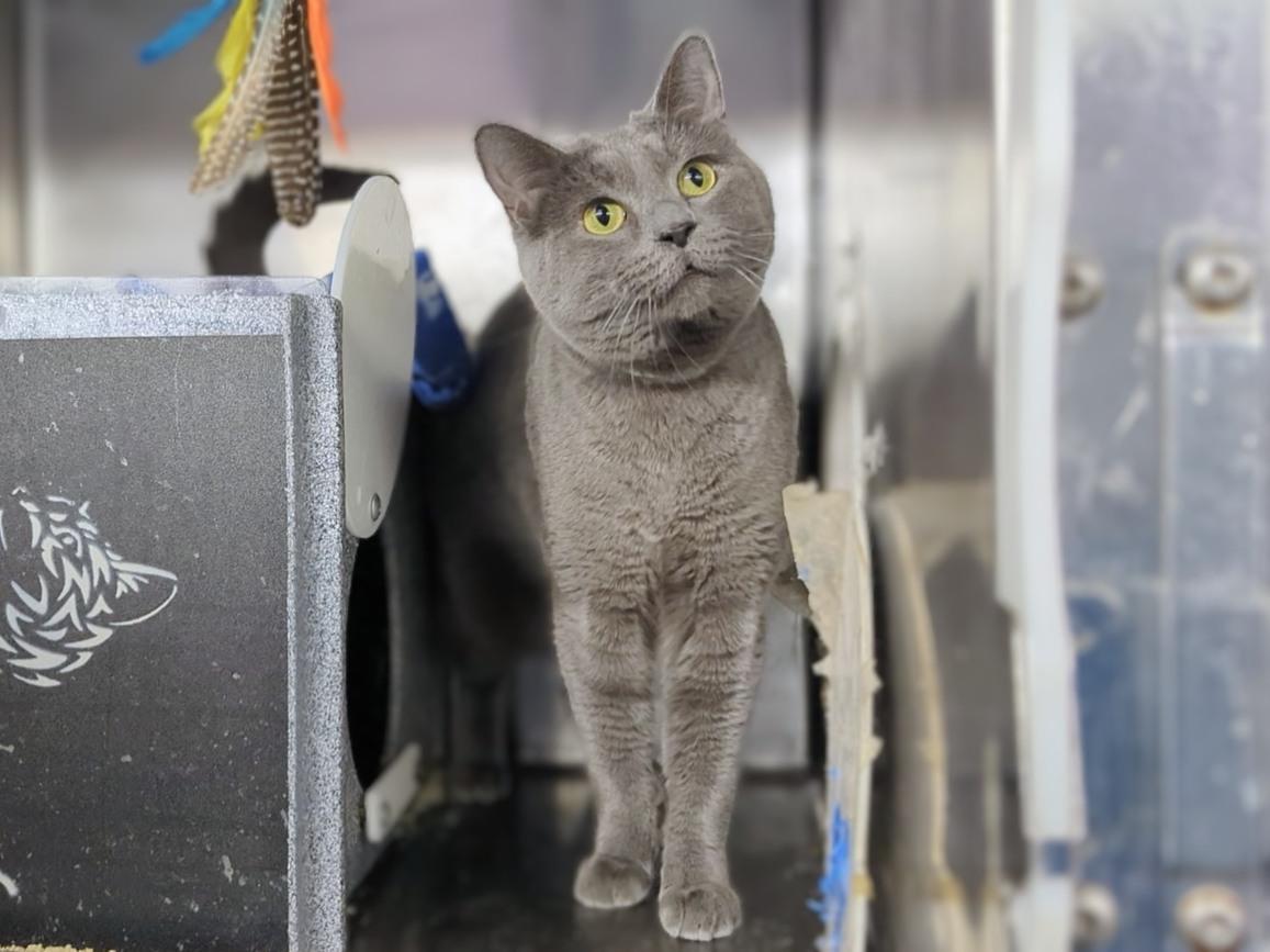 Enlarge Bennie, a ADOPTABLE mixed breed in Middleton, MA image 3/4