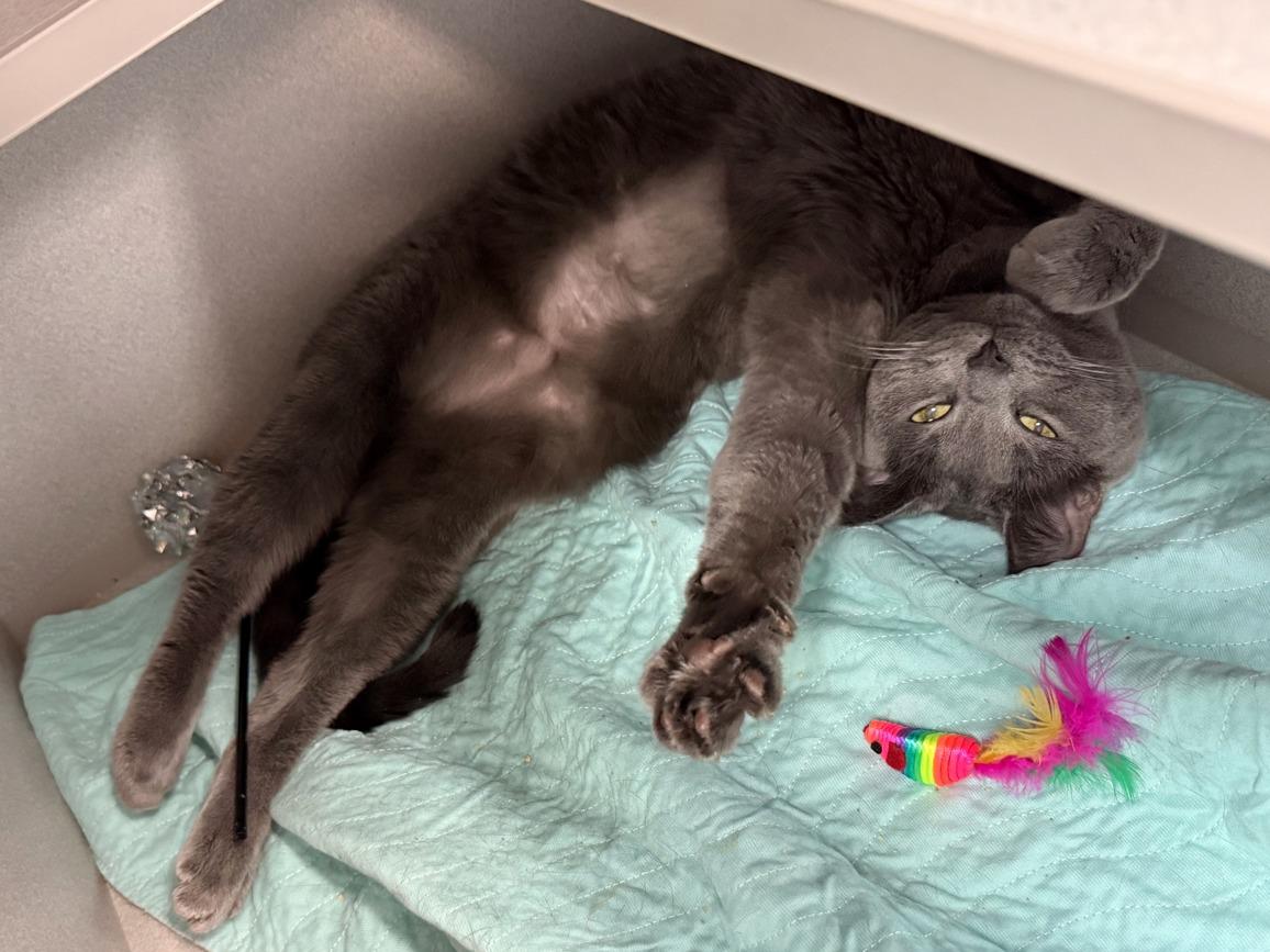 Enlarge Bennie, a ADOPTABLE mixed breed in Middleton, MA image 4/4