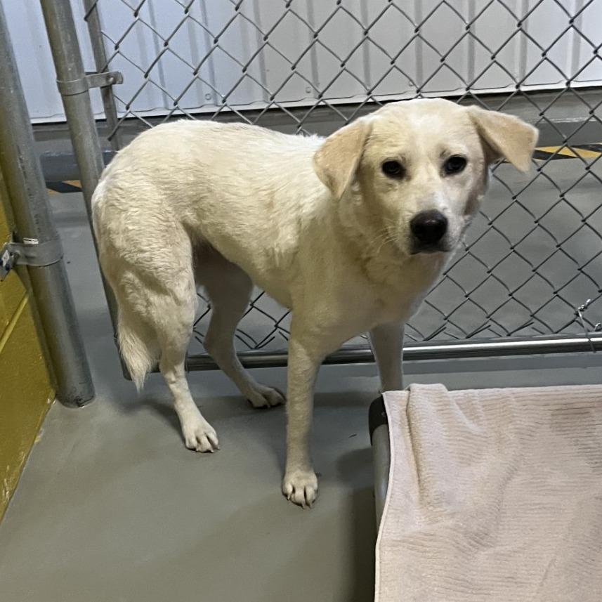 Turkey, Adoptable, Adult Female Labrador Retriever & Great Pyrenees.