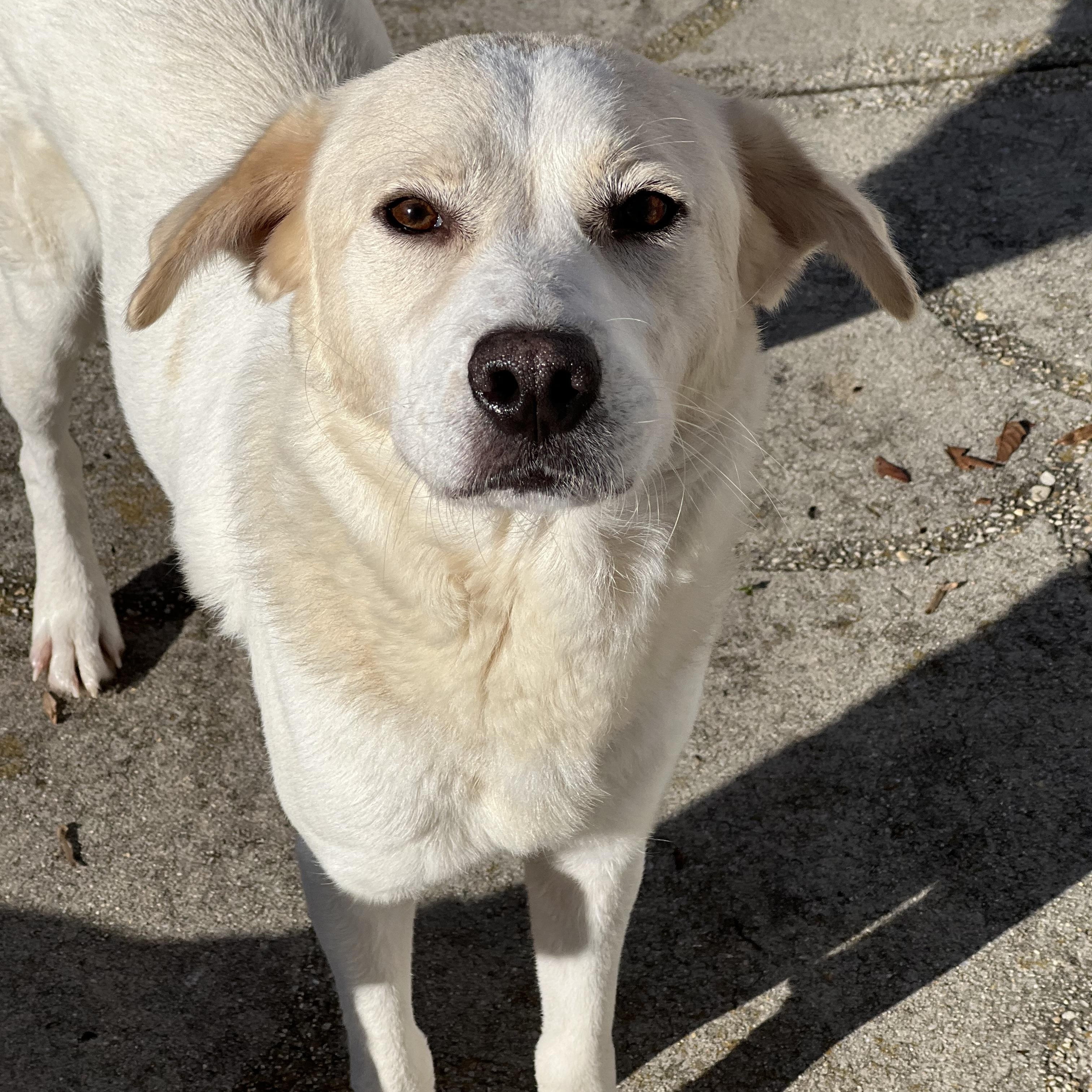 Turkey, a Adoptable mixed breed in Hughesville, MD image 1/4