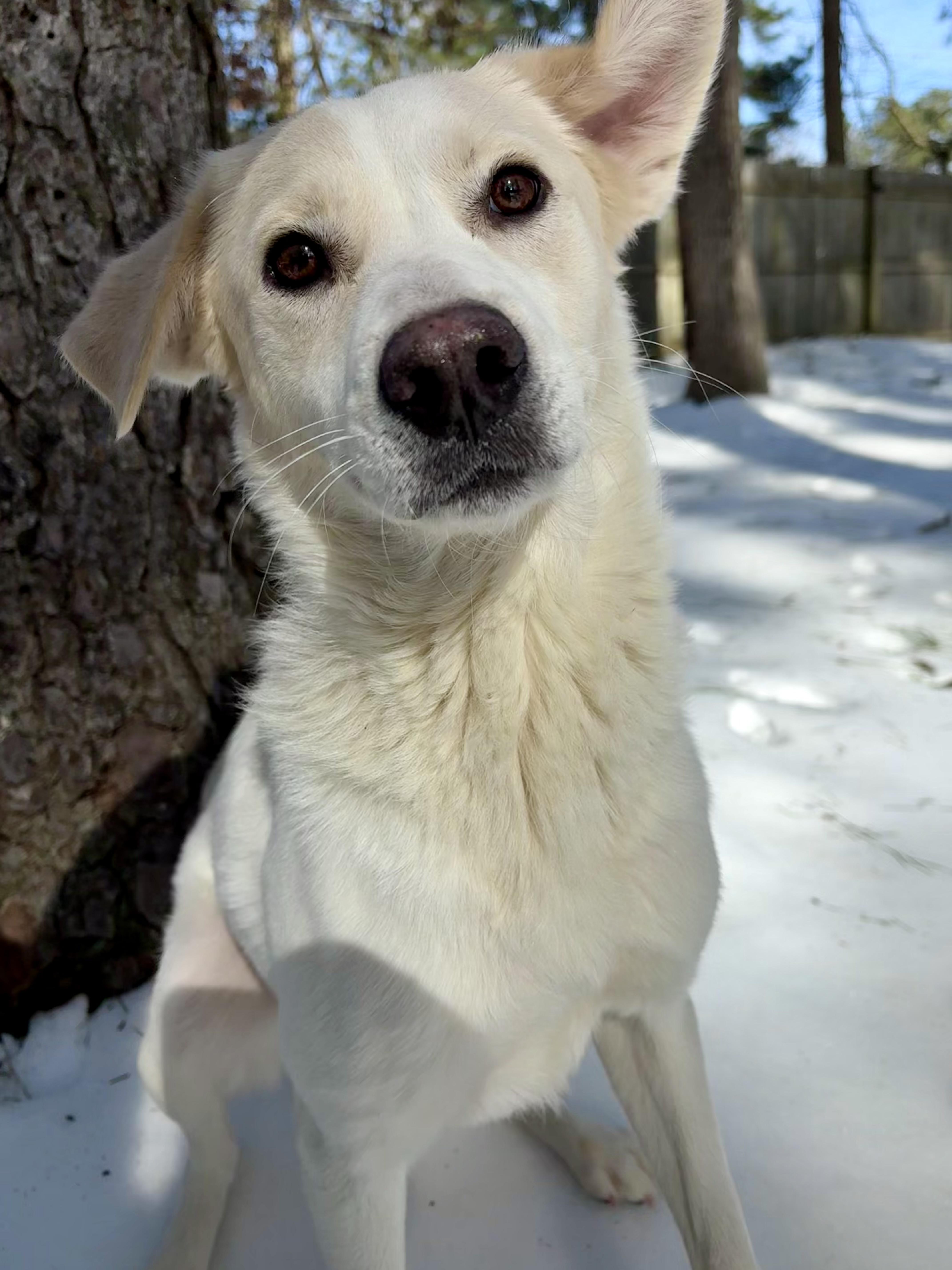 Turkey, adoptable, Adult Female Labrador Retriever & Great Pyrenees.