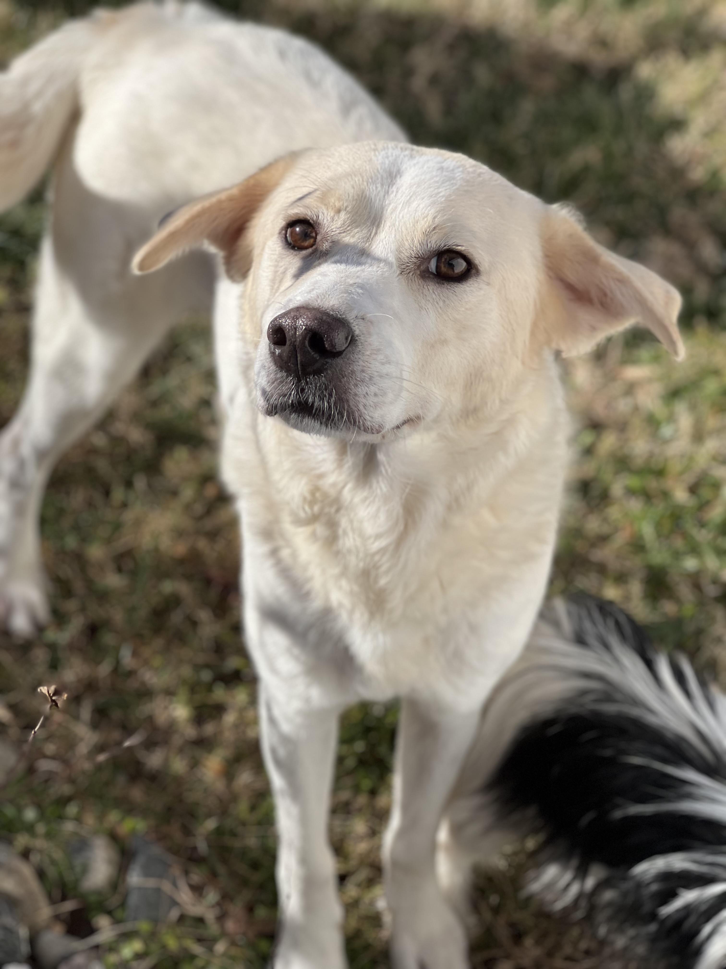 Turkey, a Adoptable mixed breed in Hughesville, MD image 3/4