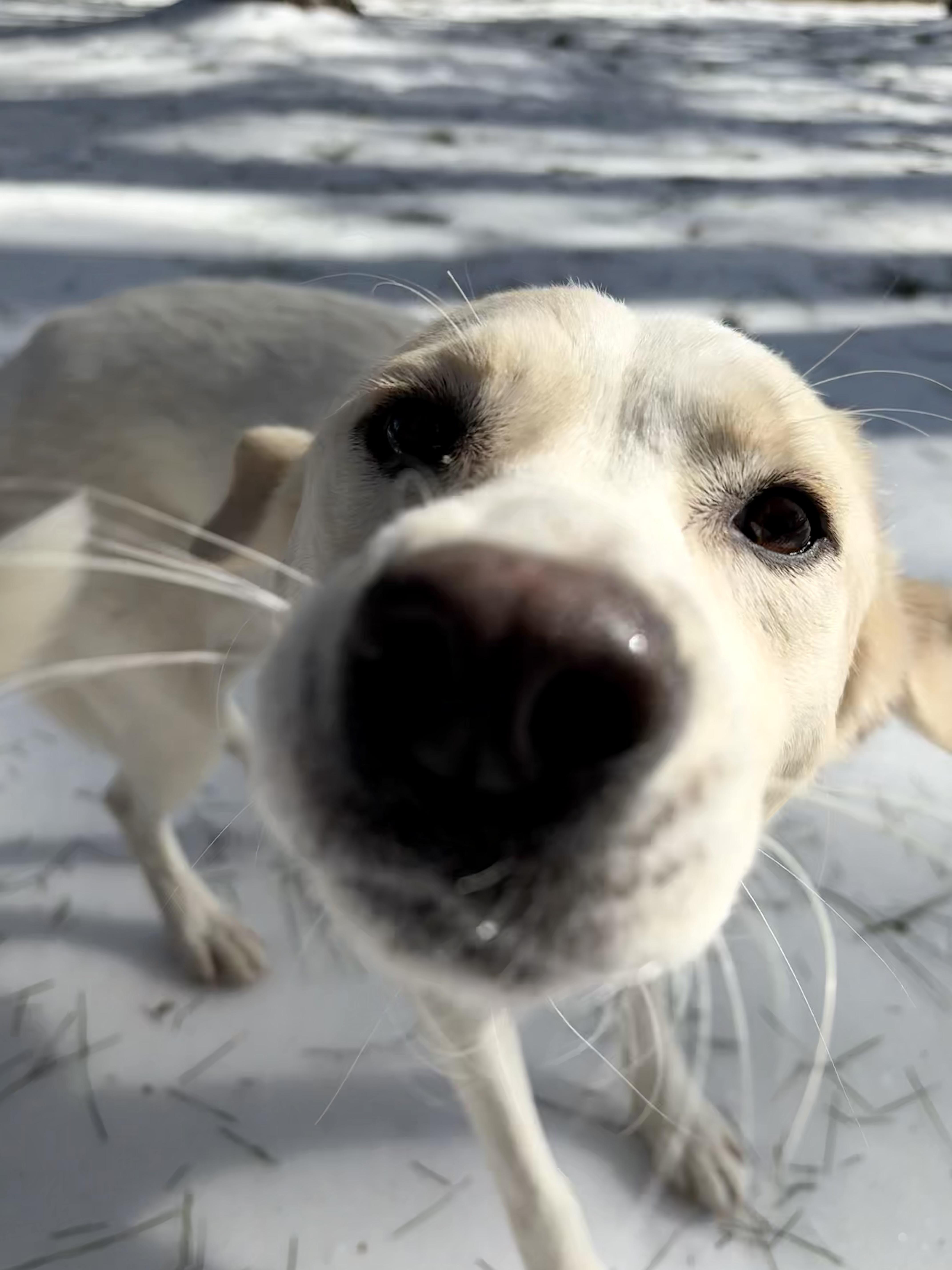 Turkey, an adoptable mixed breed in Hughesville, MD image 6/6