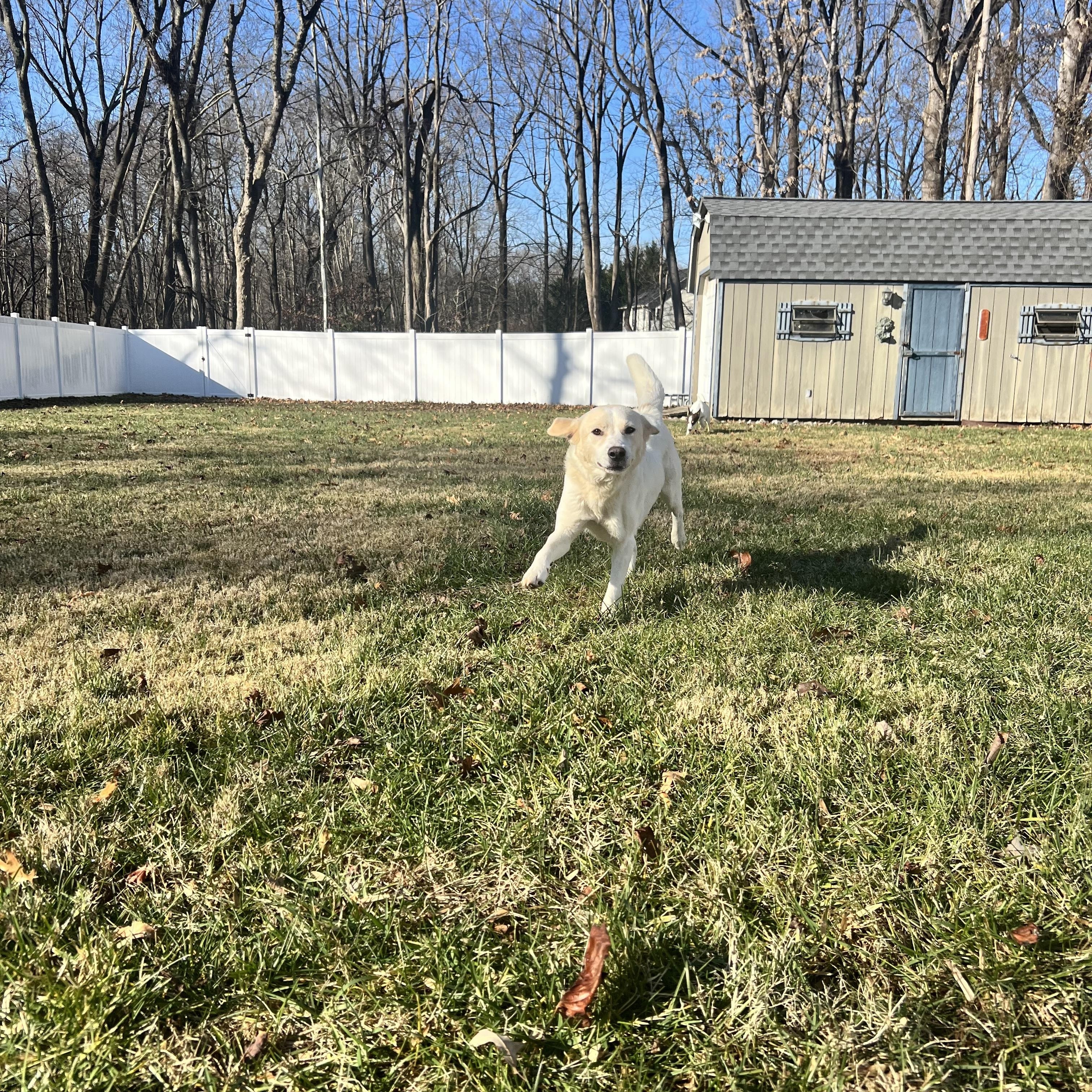 Turkey, a Adoptable mixed breed in Hughesville, MD image 2/4
