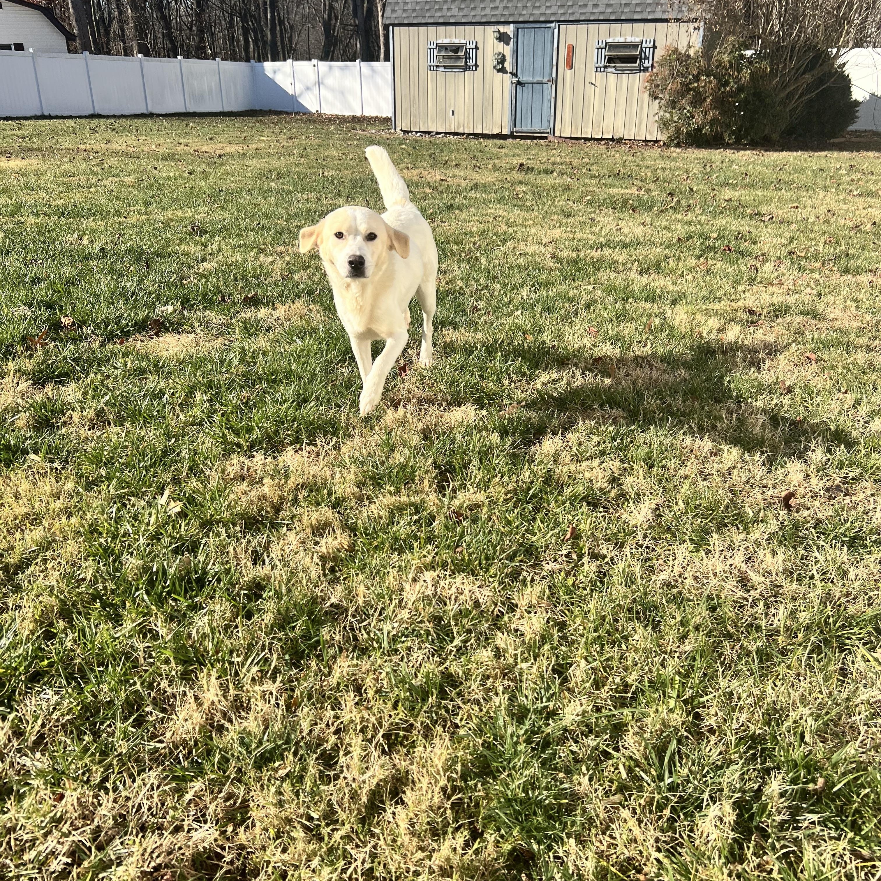 Turkey, a Adoptable mixed breed in Hughesville, MD image 4/4