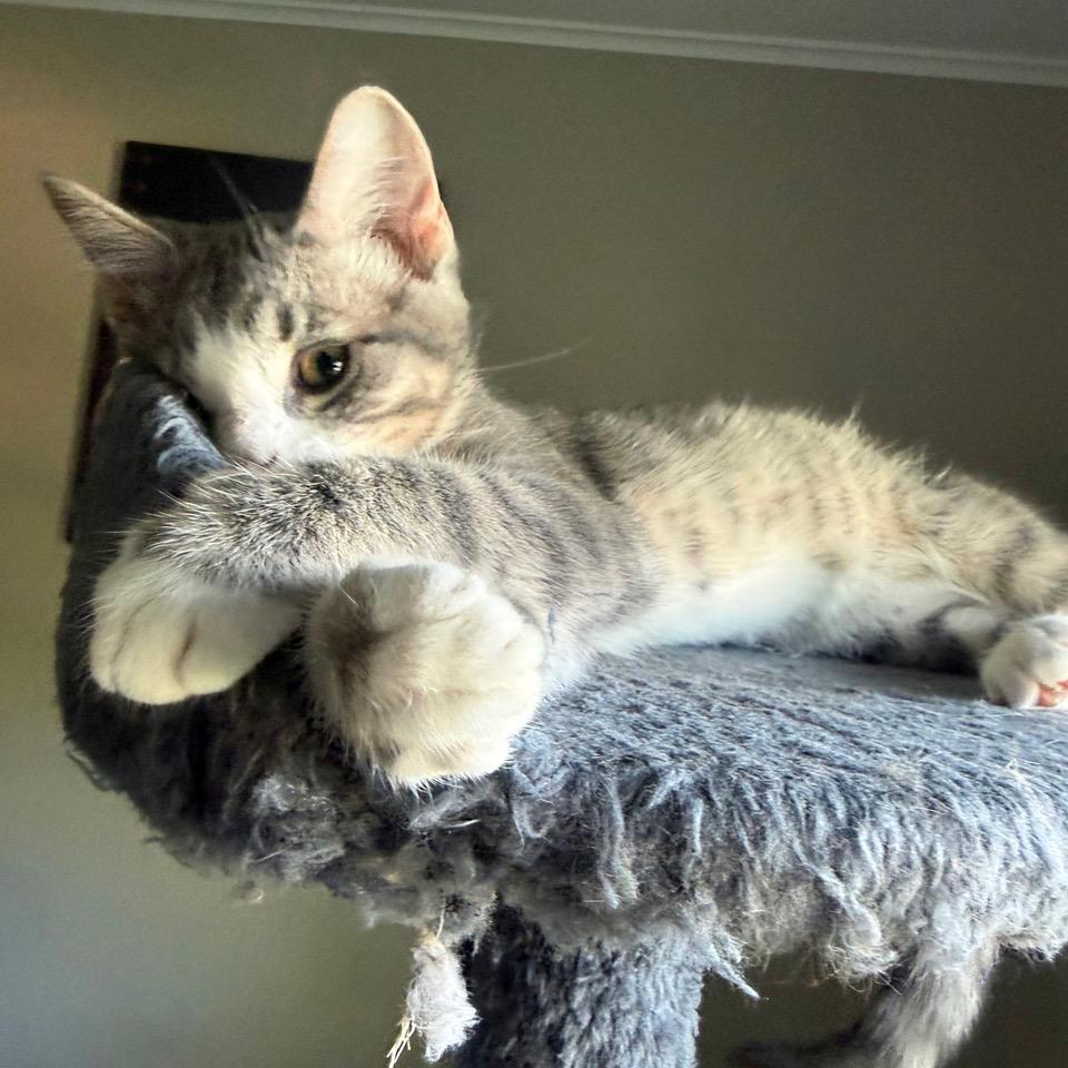 Enlarge Scrunchie, a Adoptable mixed breed in Tulsa, OK image 4/6