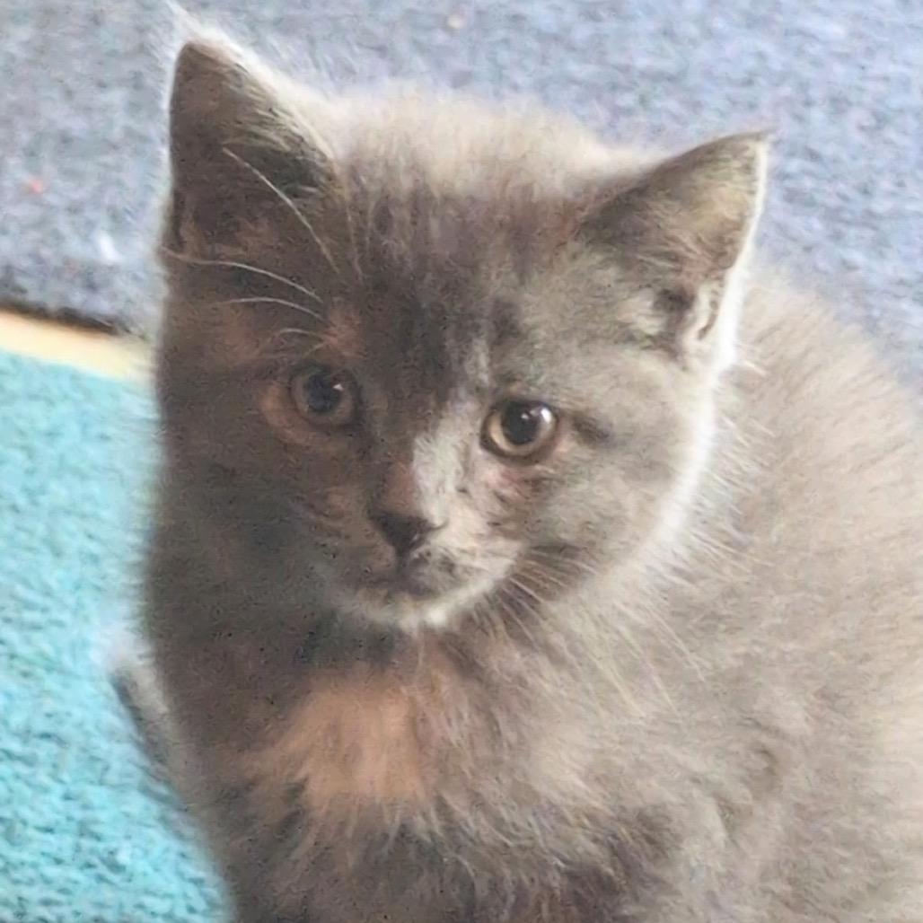 Ghost, adopted, Kitten Female Domestic Medium Hair.