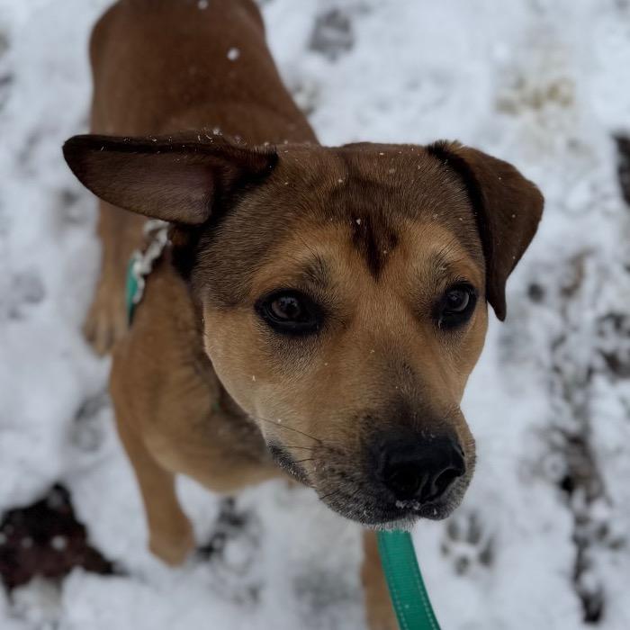 Cider, Adoptable, Adult Male American Staffordshire Terrier & German Shepherd Dog.