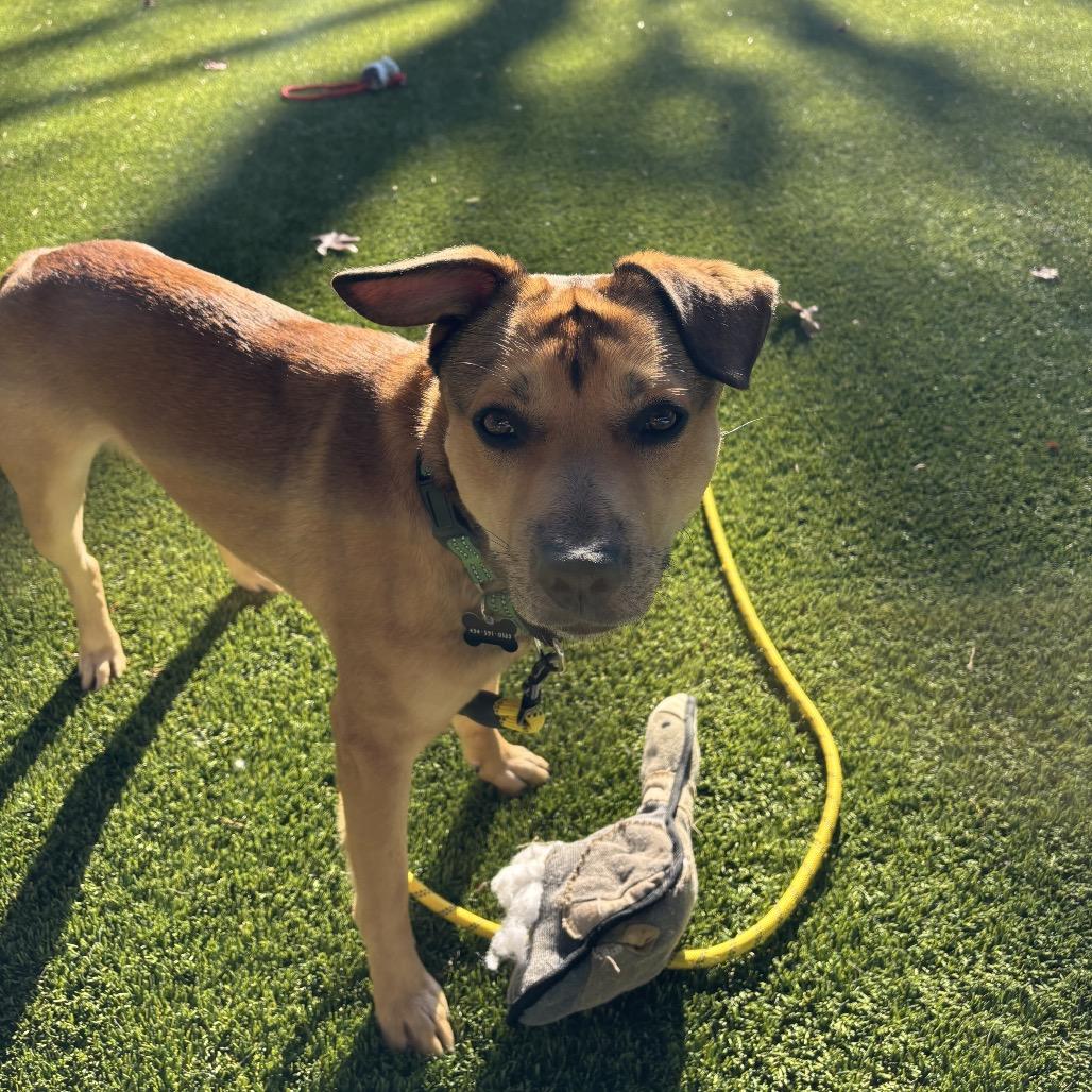 Enlarge Cider, a Adoptable Mixed Breed in Troy, VA image 1/6