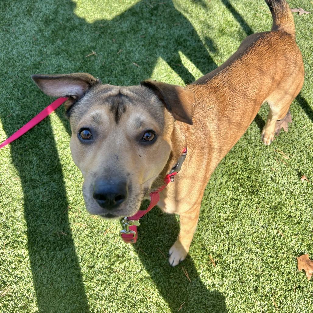 Enlarge Cider, a Adoptable mixed breed in Troy, VA image 3/6