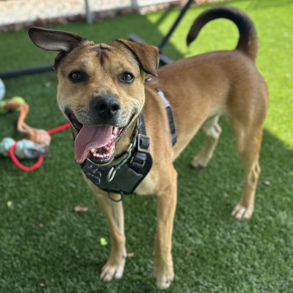 Enlarge Cider, a Adoptable mixed breed in Troy, VA image 4/6