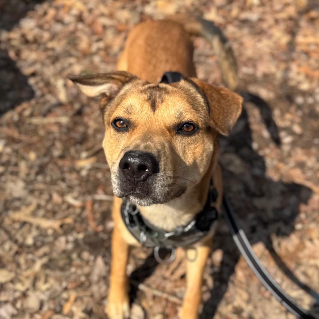 Enlarge Cider, a Adoptable mixed breed in Troy, VA image 2/6