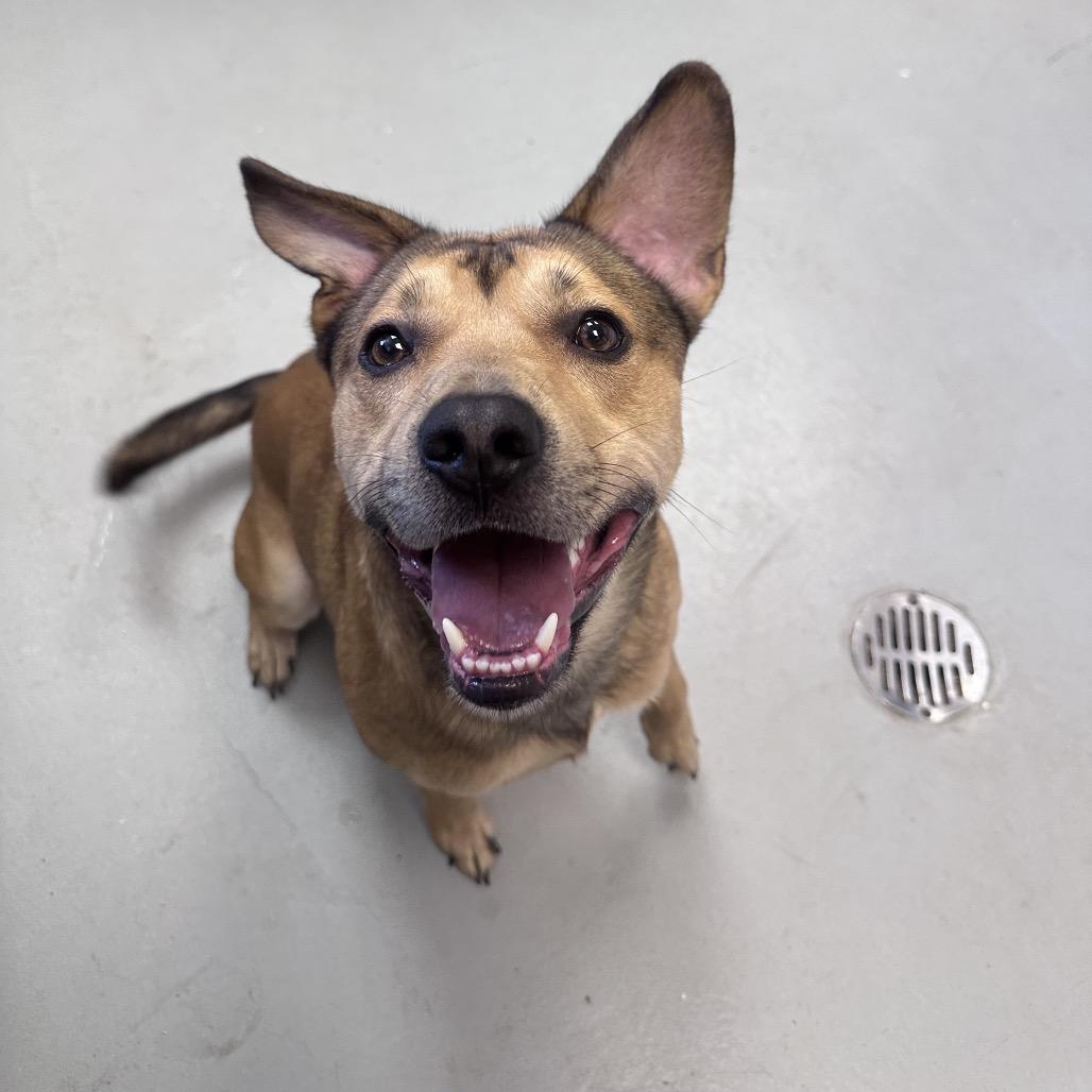 Enlarge Cider, a Adoptable Mixed Breed in Troy, VA image 1/6