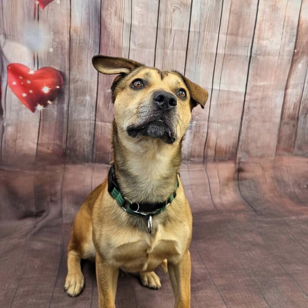 Enlarge Cider, a Adoptable Mixed Breed in Troy, VA image 3/6