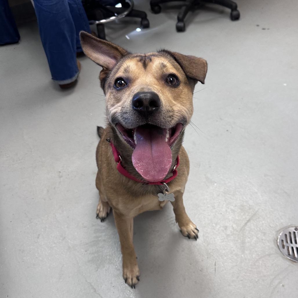 Enlarge Cider, a Adoptable Mixed Breed in Troy, VA image 3/6