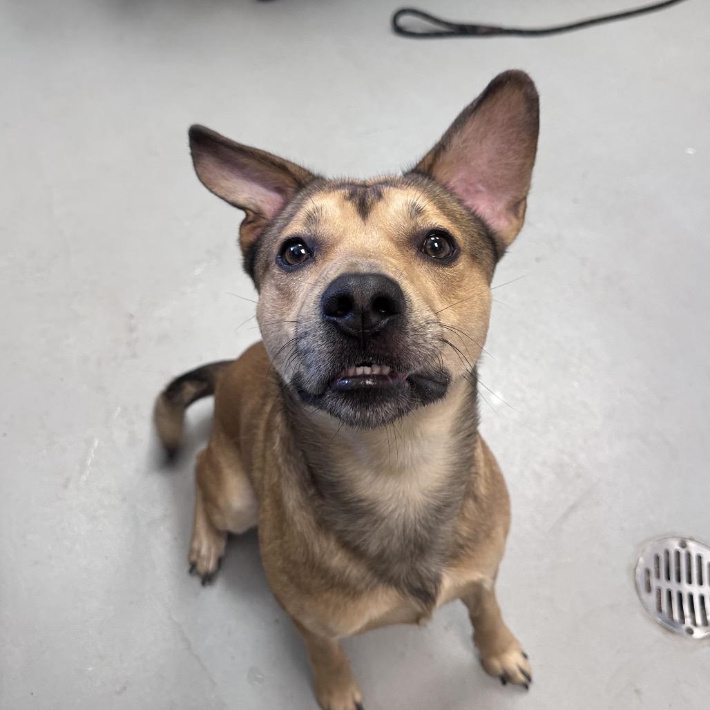 Enlarge Cider, a Adoptable Mixed Breed in Troy, VA image 4/6