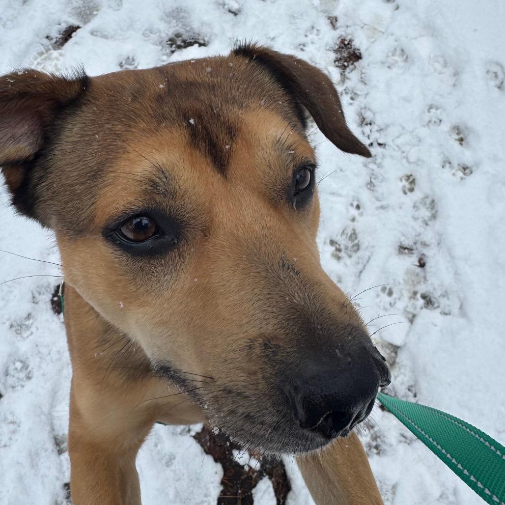 Enlarge Cider, a Adoptable Mixed Breed in Troy, VA image 5/6