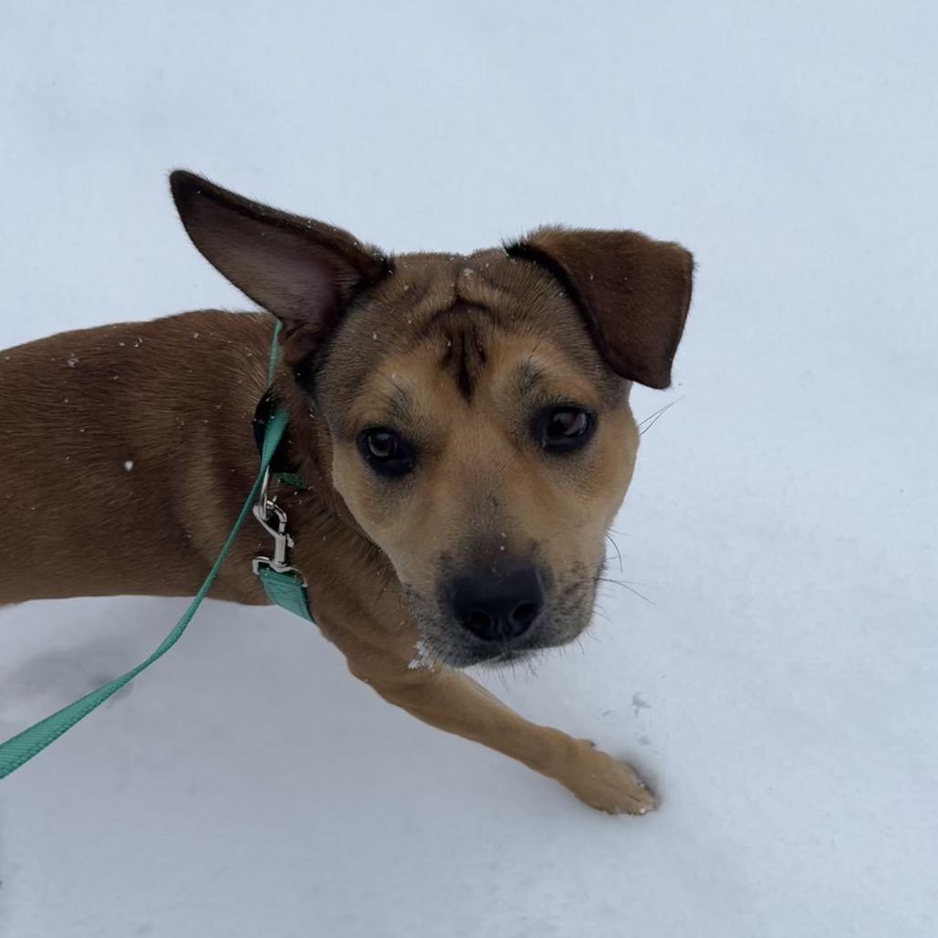 Enlarge Cider, a Adoptable Mixed Breed in Troy, VA image 6/6