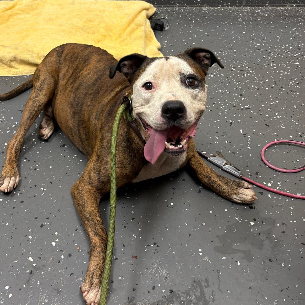 Enlarge Lucky, a Adoptable Mixed Breed in Columbiana, AL image 1/2