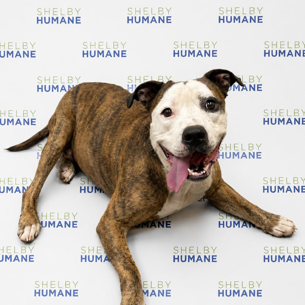 Enlarge Lucky, a Adoptable Mixed Breed in Columbiana, AL image 2/2