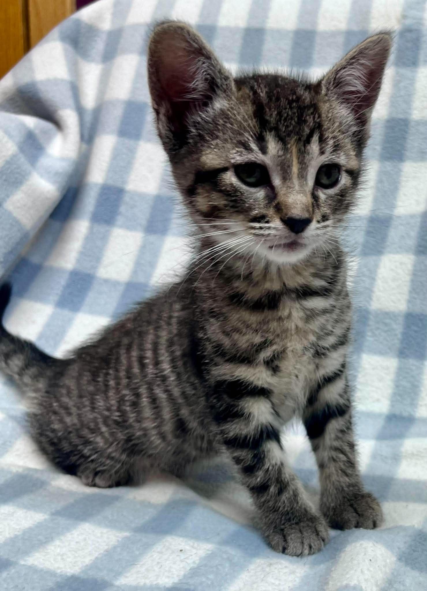 Enlarge Dime, an adopted Domestic Short Hair in Alexandria, MN image 3/3