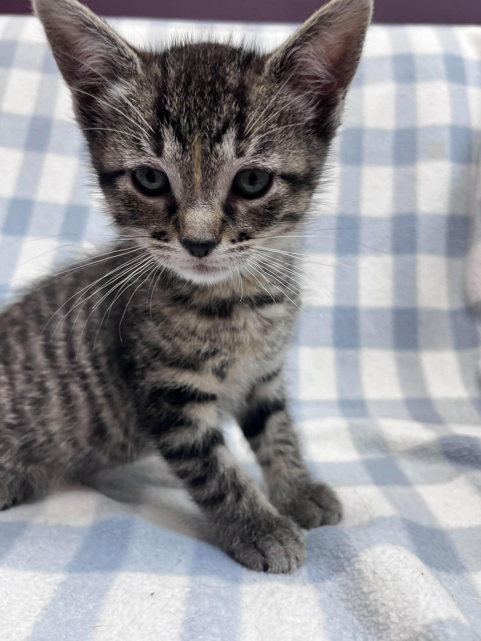 Enlarge Dime, an adopted Domestic Short Hair in Alexandria, MN image 2/3