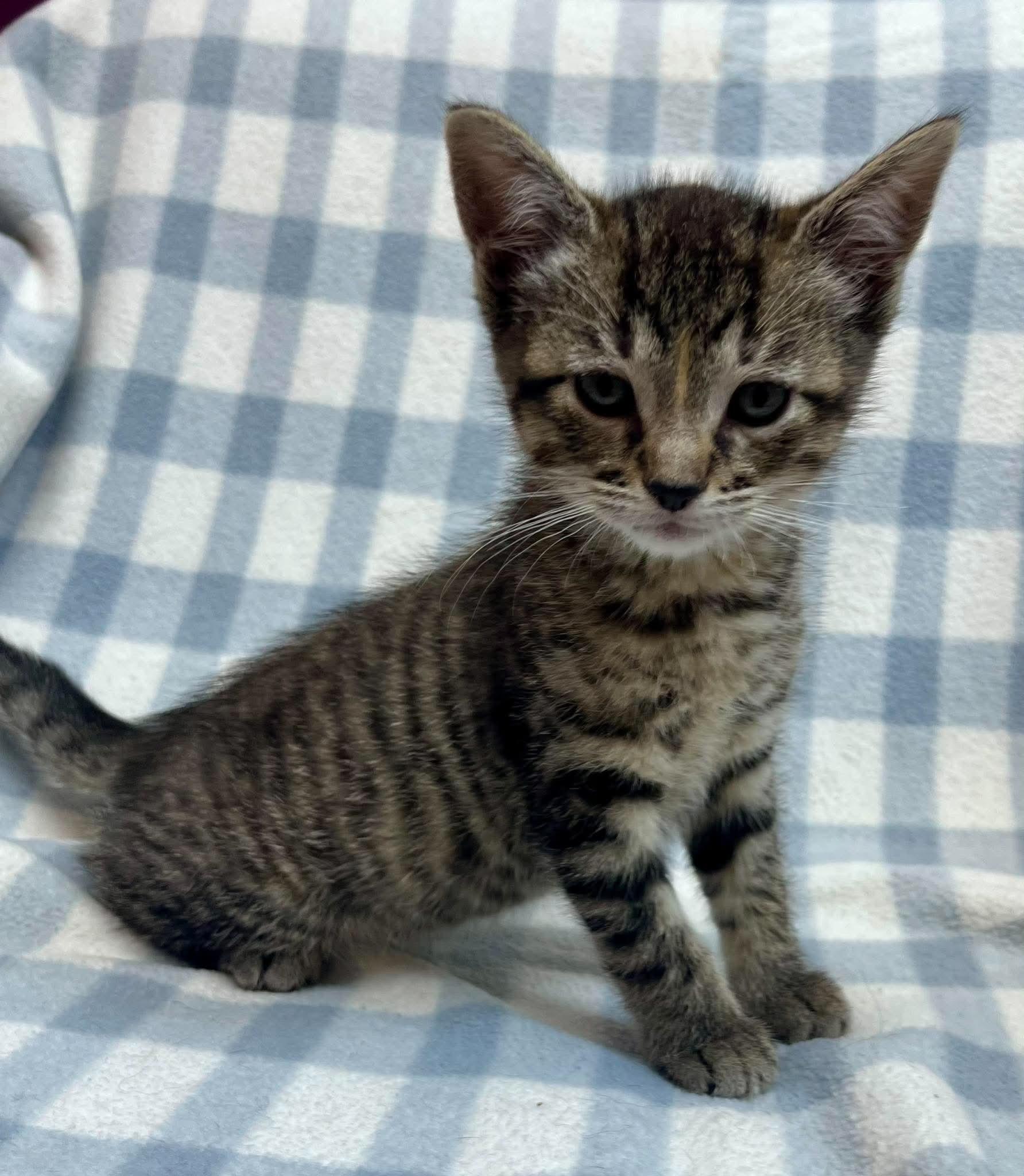 Enlarge Dime, an adopted Domestic Short Hair in Alexandria, MN image 1/3