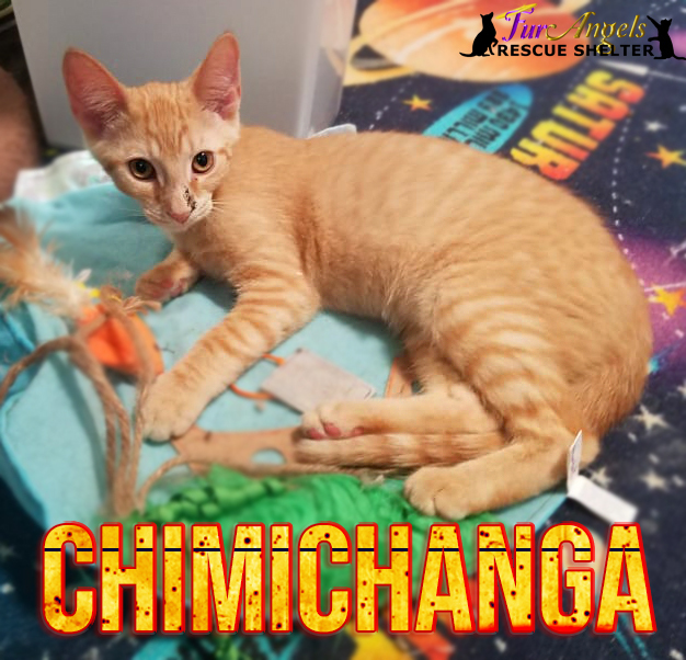 Chimichanga, Adoptable, Kitten Male Domestic Short Hair.