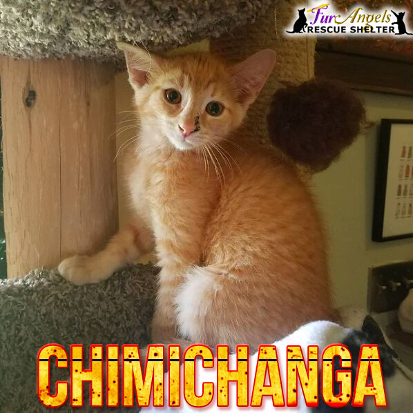 Chimichanga, a Adoptable Domestic Short Hair in Toledo, OH image 2/6