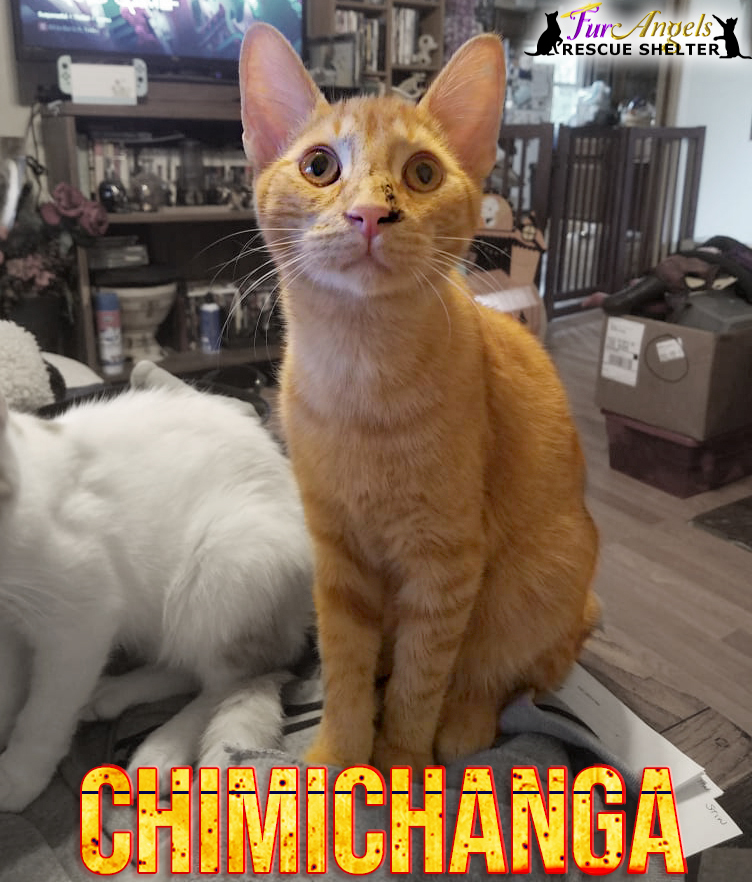 Chimichanga, a Adoptable Domestic Short Hair in Toledo, OH image 3/6