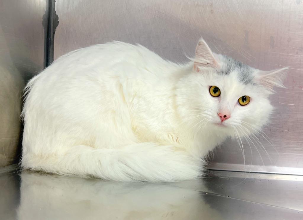 Da Vinci, Adoptable, Young Male Domestic Medium Hair.