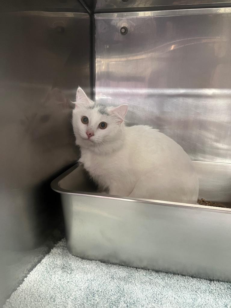 Enlarge Da Vinci, a Adoptable mixed breed in Murray, KY image 2/4