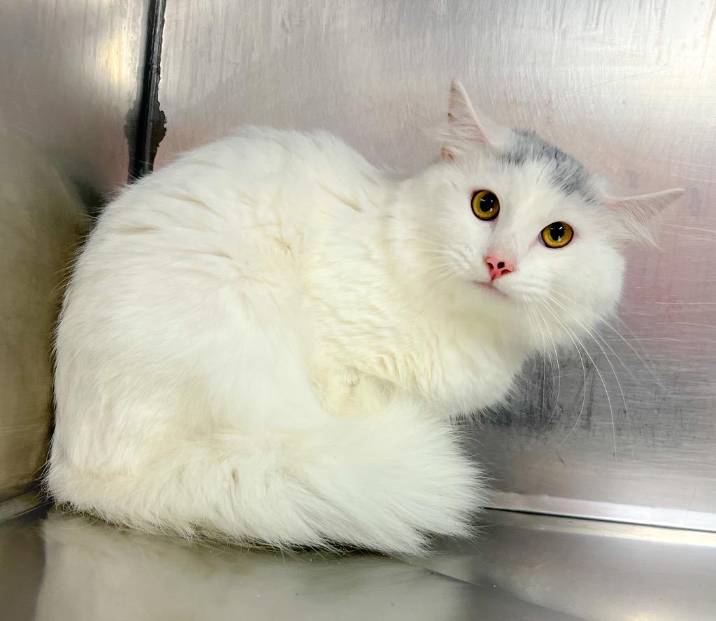 Enlarge Da Vinci, a Adoptable mixed breed in Murray, KY image 4/4