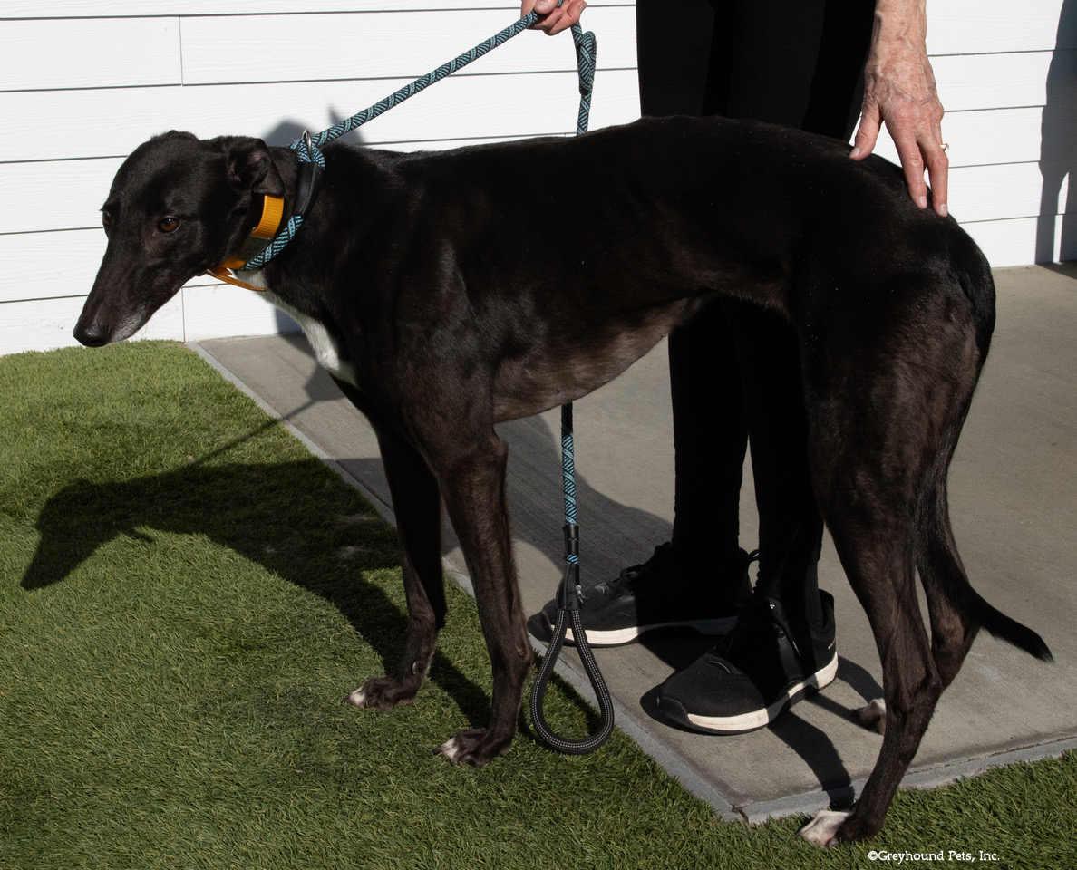 Enlarge Kali, a Adoptable Greyhound in Woodinville, WA image 1/2