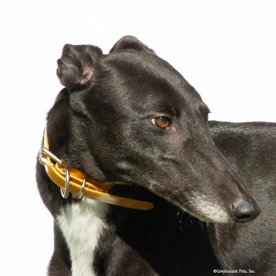 Enlarge Kali, a Adoptable Greyhound in Woodinville, WA image 2/2
