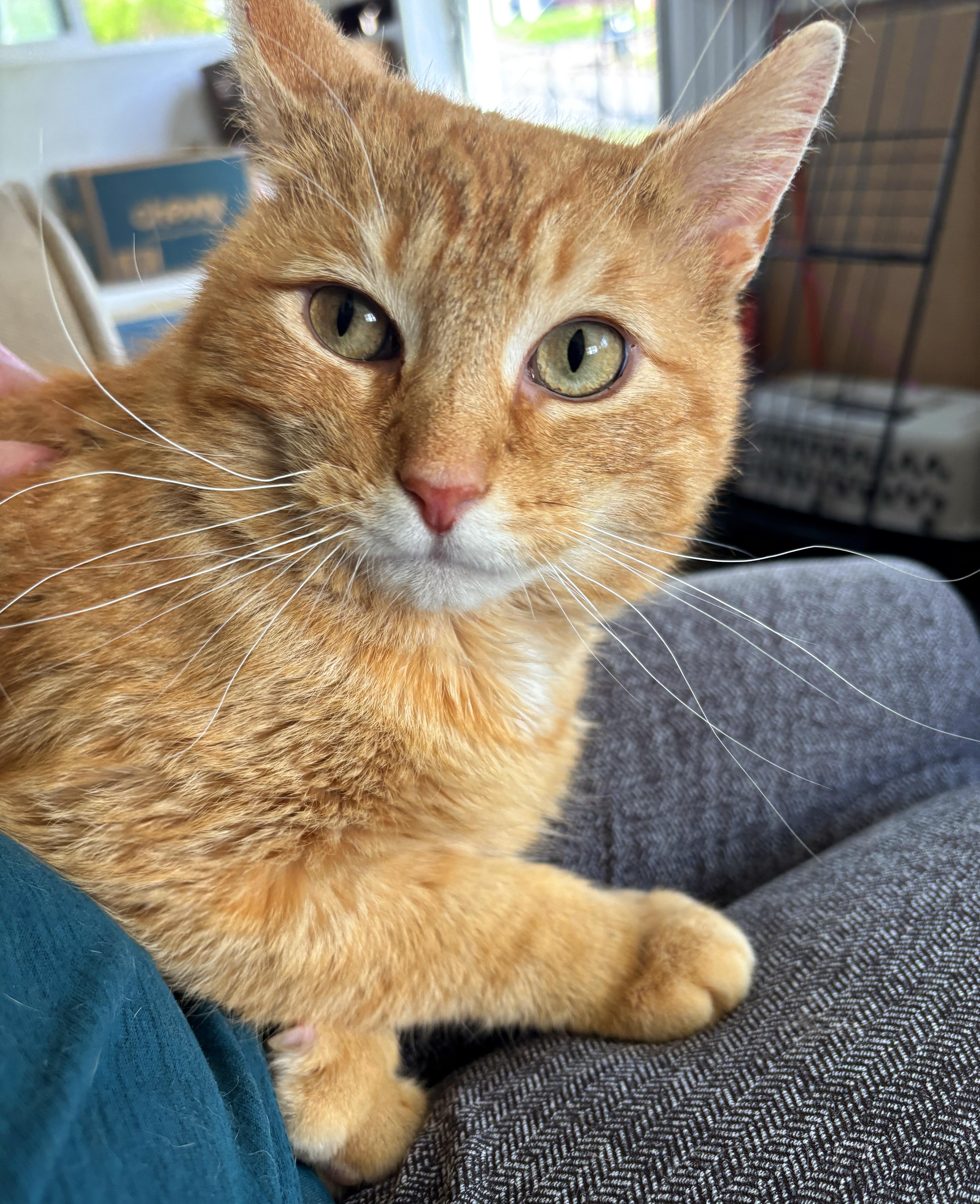Mew