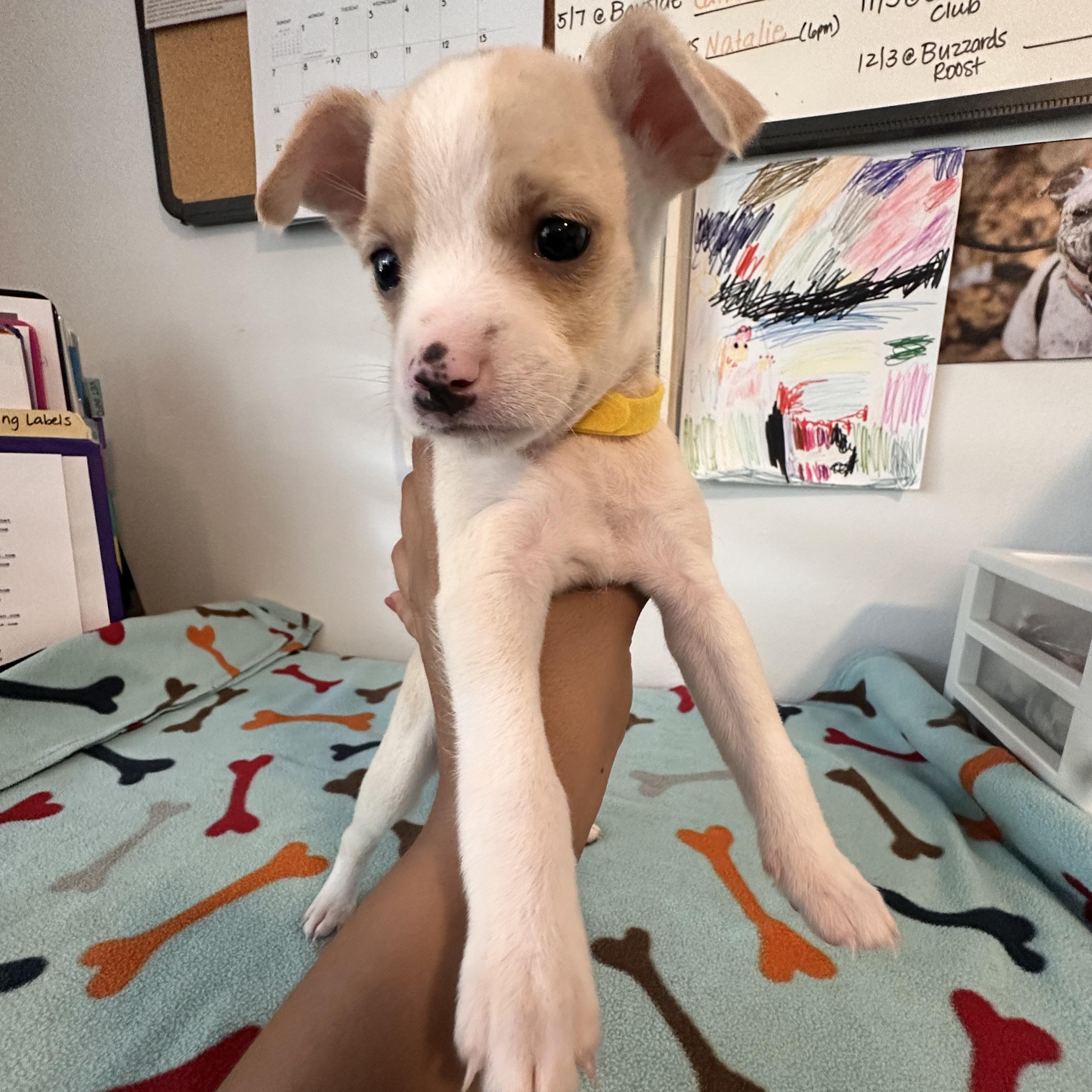 Rachell, an adopted mixed breed in Key Largo, FL image 4/6