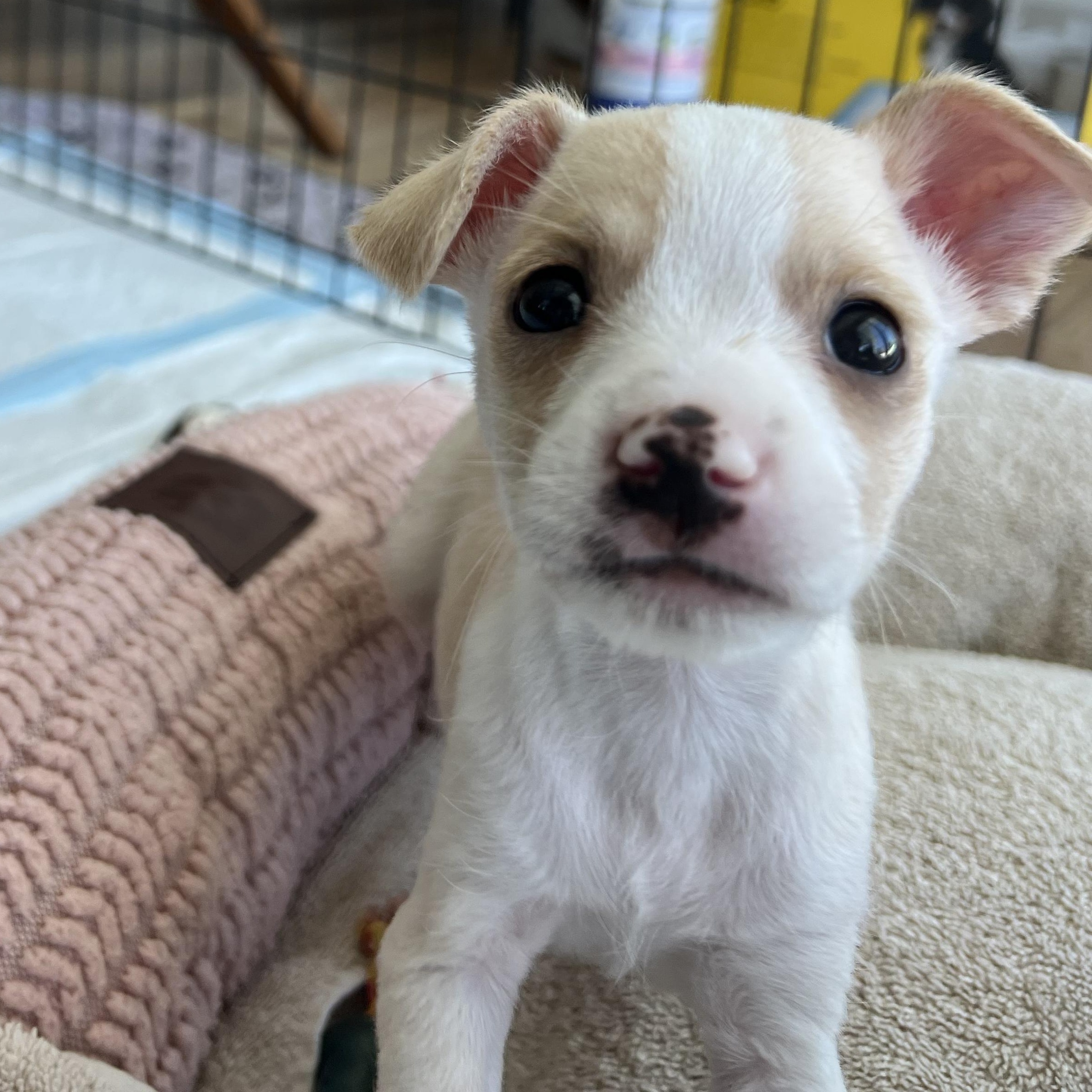Rachell, an adopted mixed breed in Key Largo, FL image 2/6