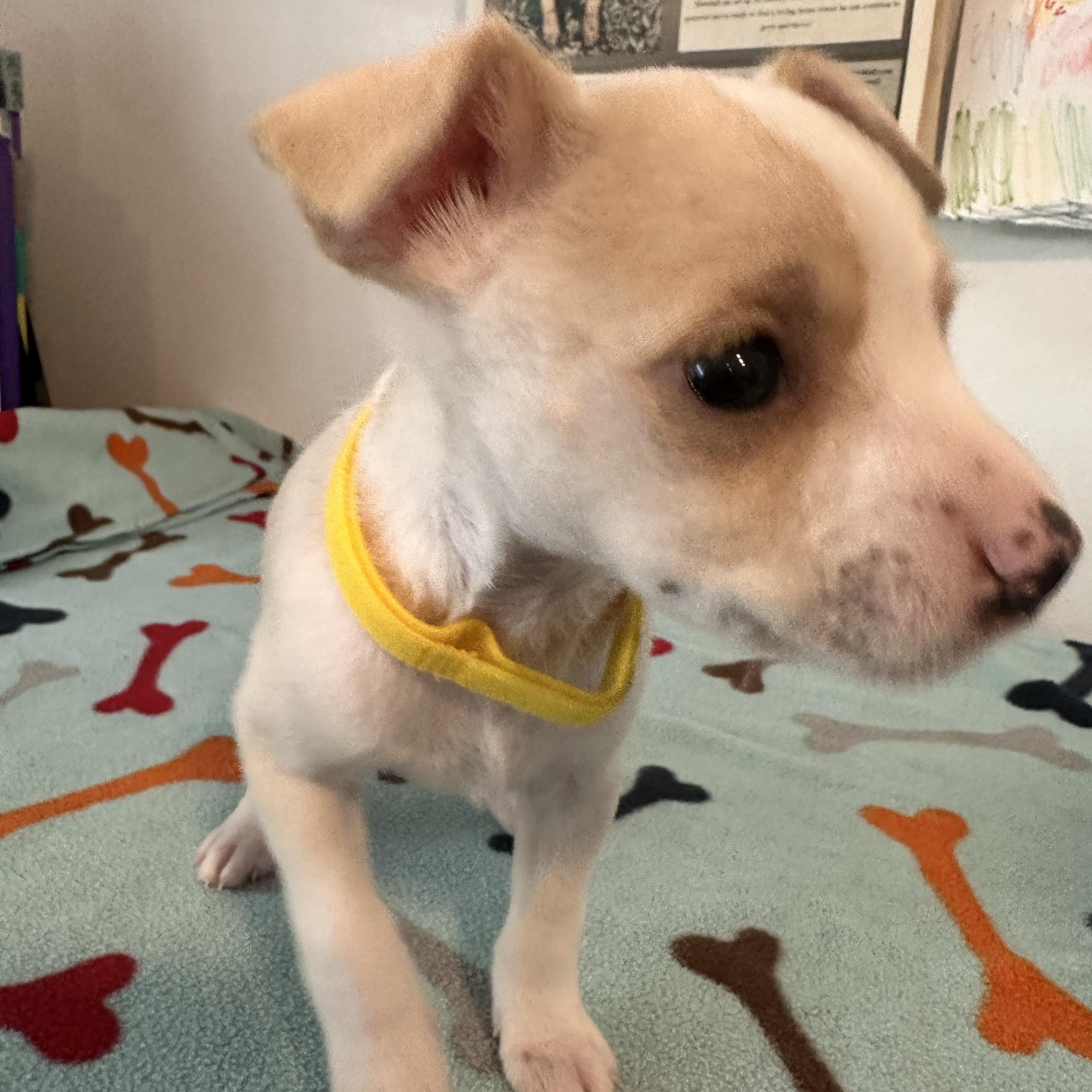 Rachell, an adopted mixed breed in Key Largo, FL image 3/6
