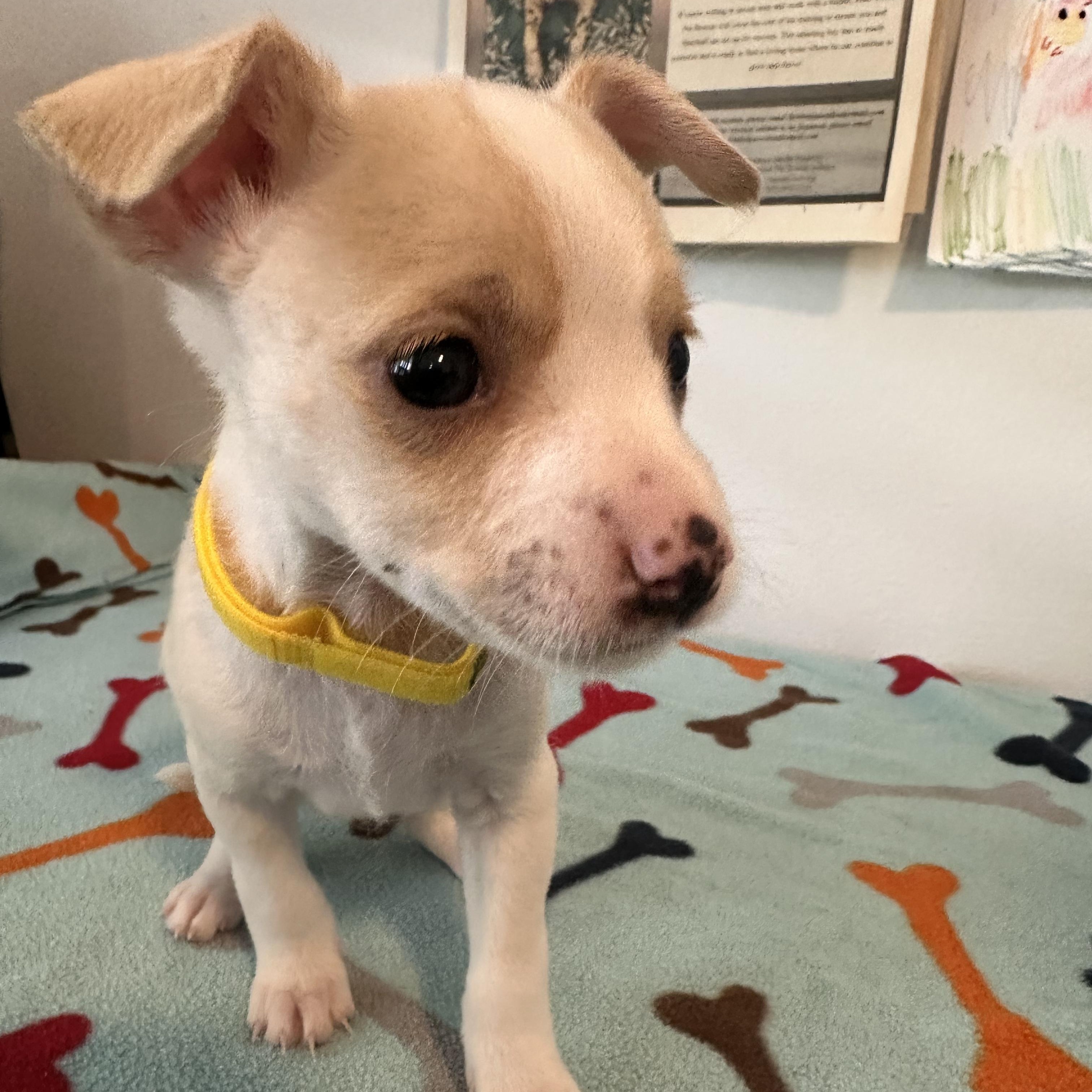 Rachell, an adopted mixed breed in Key Largo, FL image 5/6