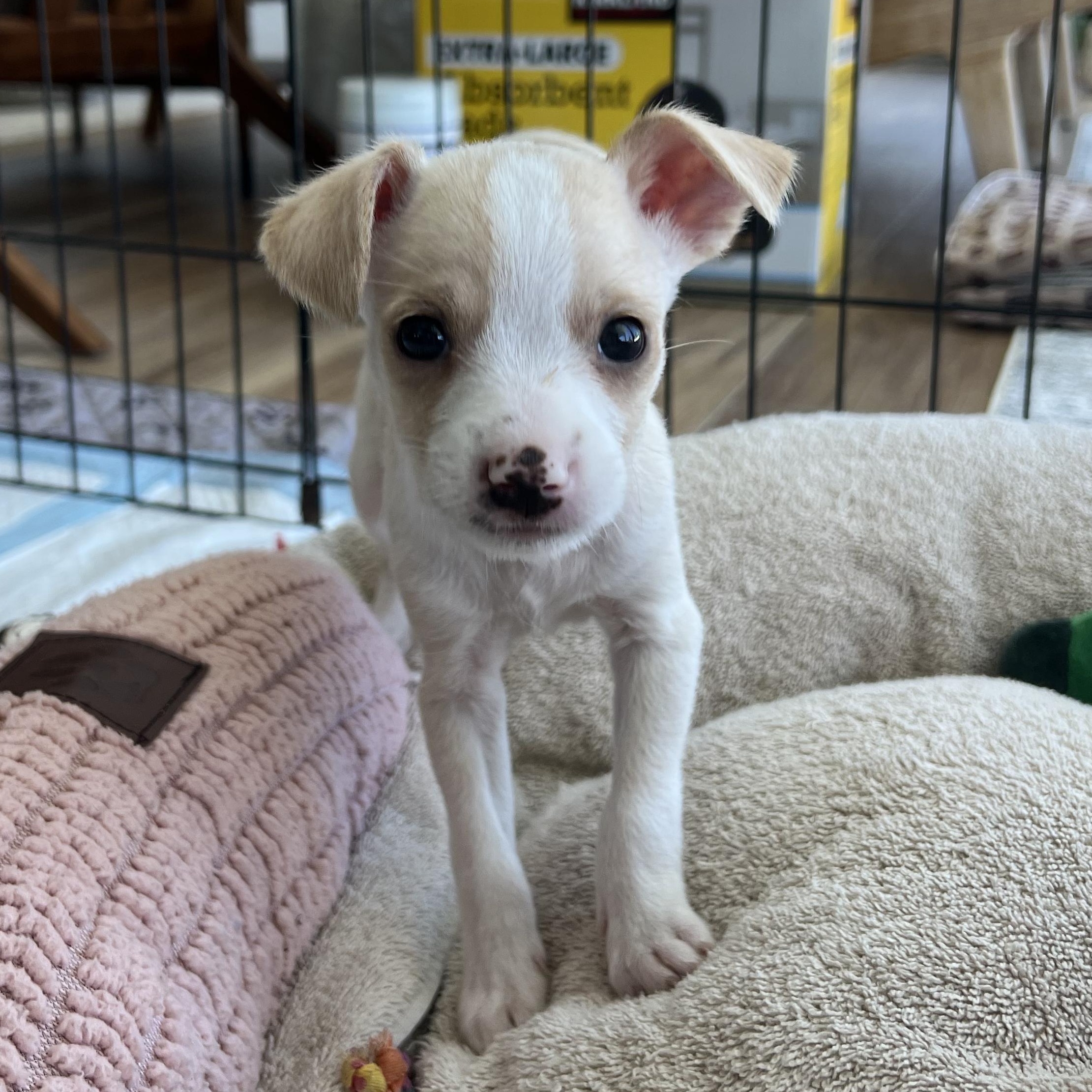 Rachell, adopted, Puppy Female Mixed Breed & Terrier.