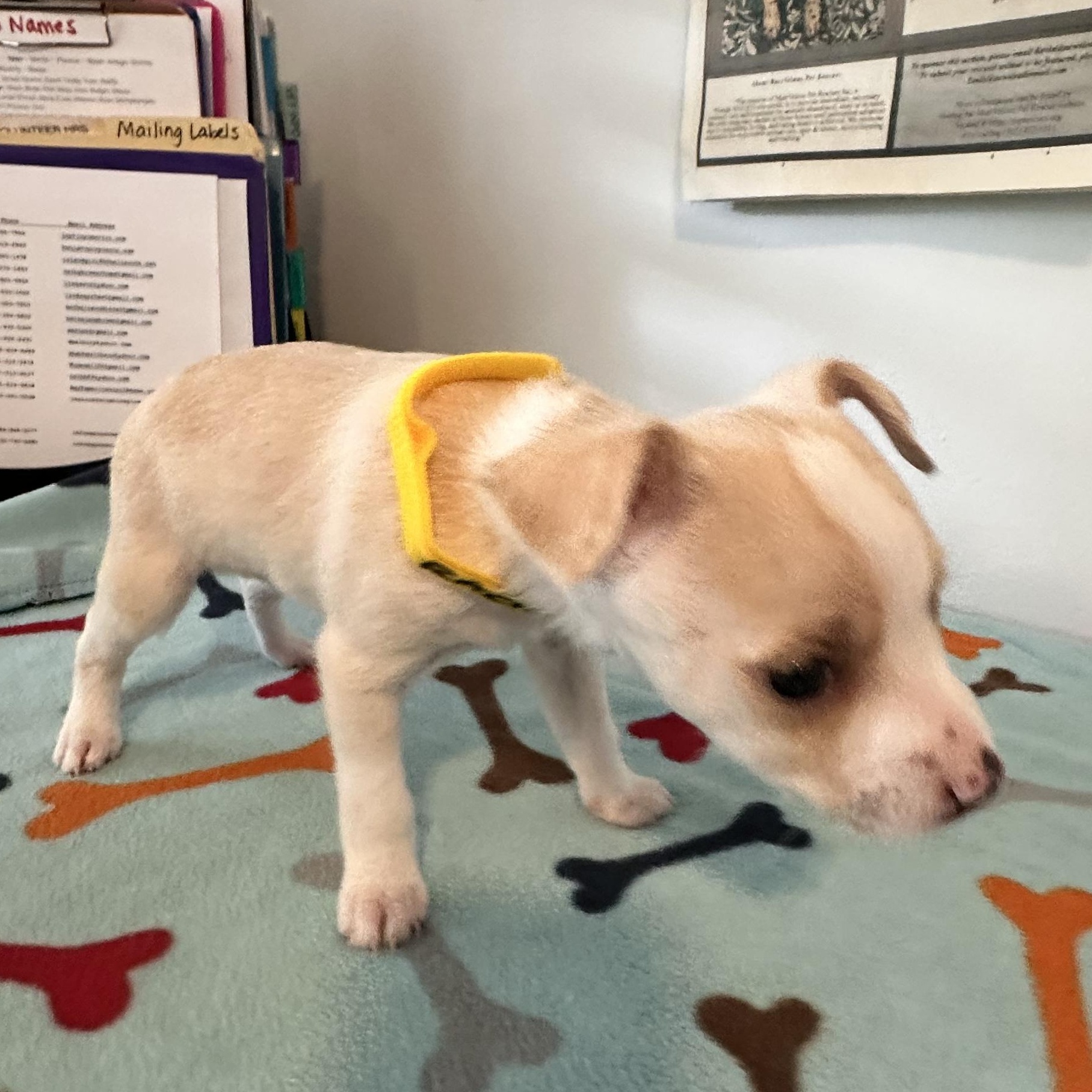 Rachell, an adopted mixed breed in Key Largo, FL image 6/6