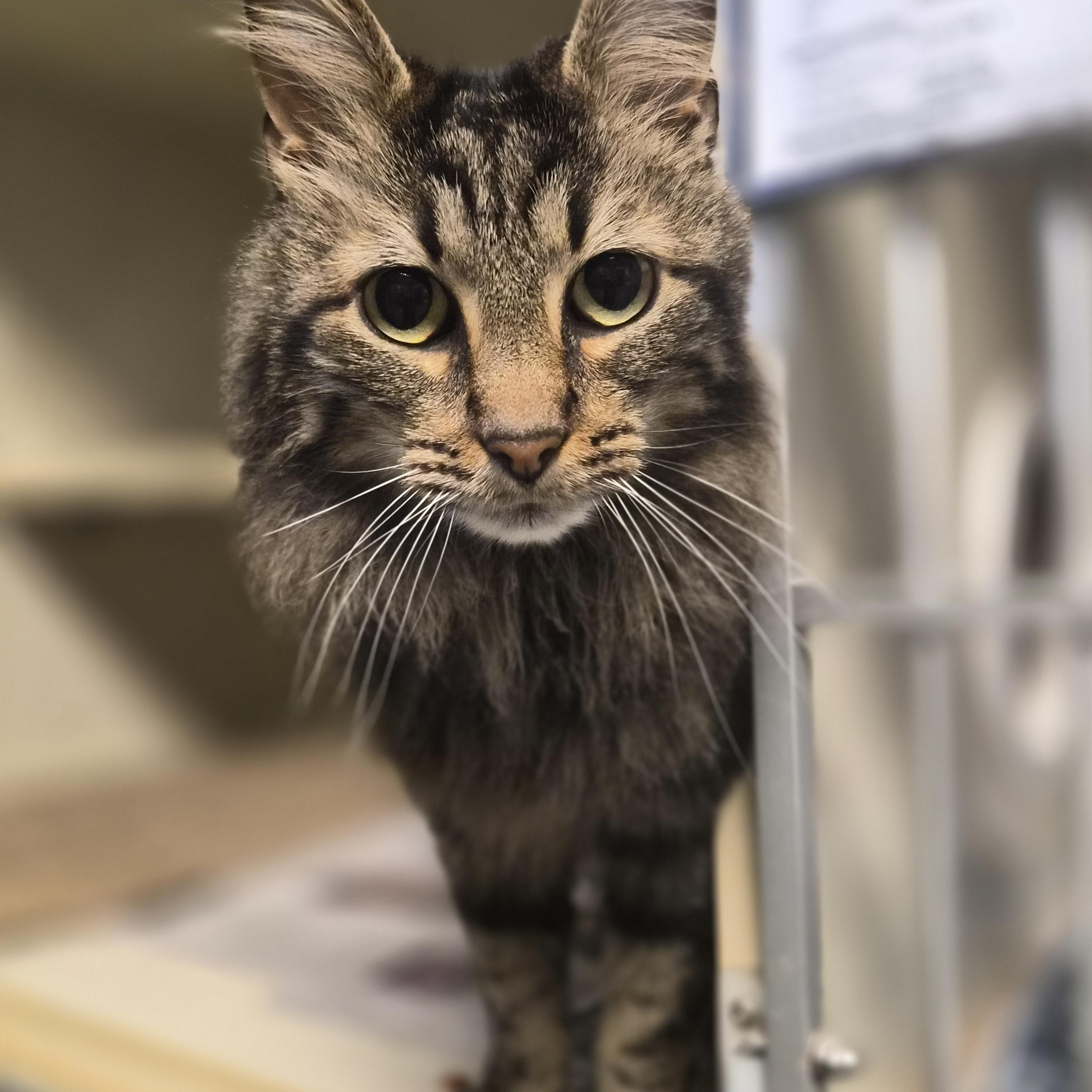 Phoenix, ADOPTABLE, Adult Female Domestic Medium Hair.