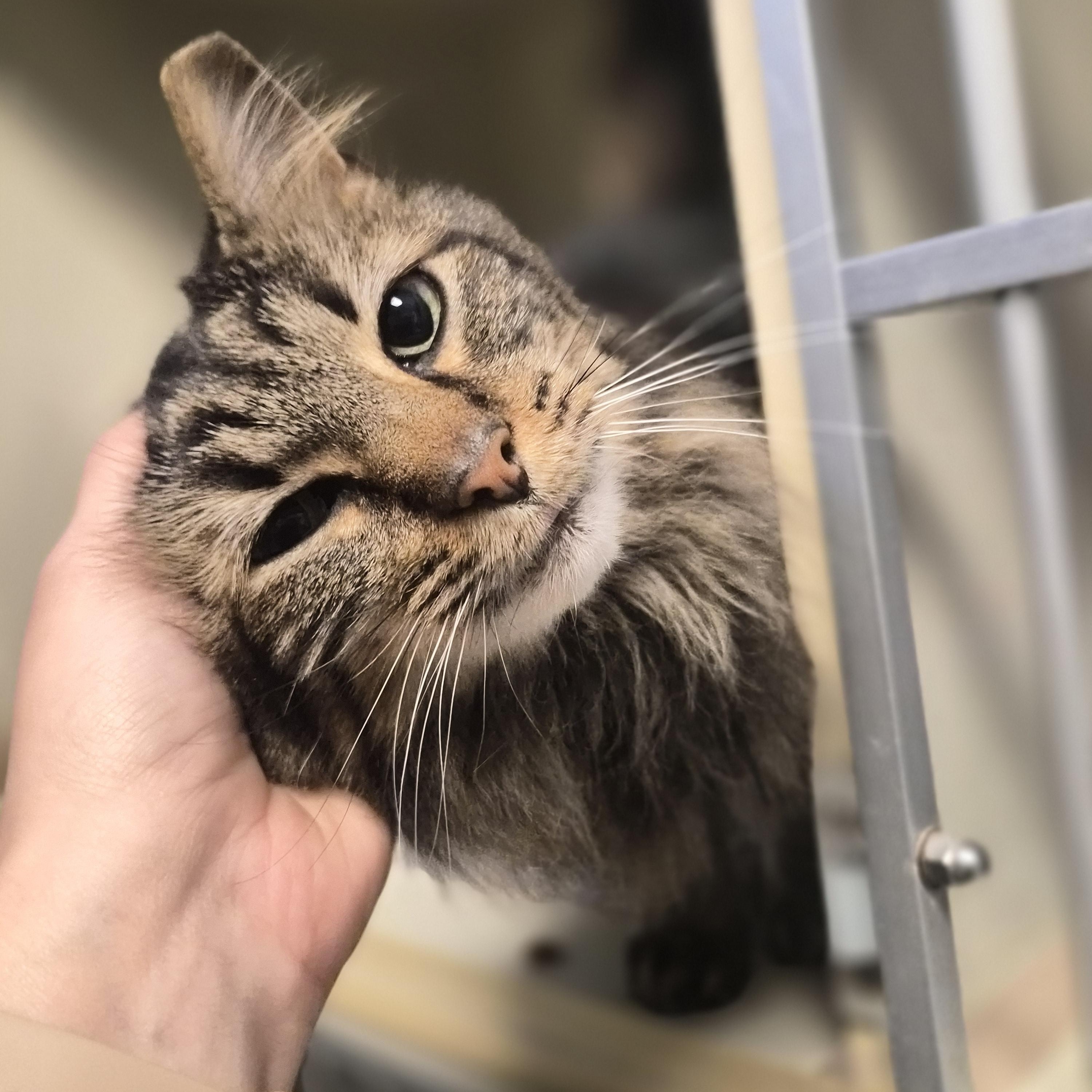 Enlarge Phoenix, a ADOPTABLE Domestic Medium Hair in Cornelius, NC image 2/4