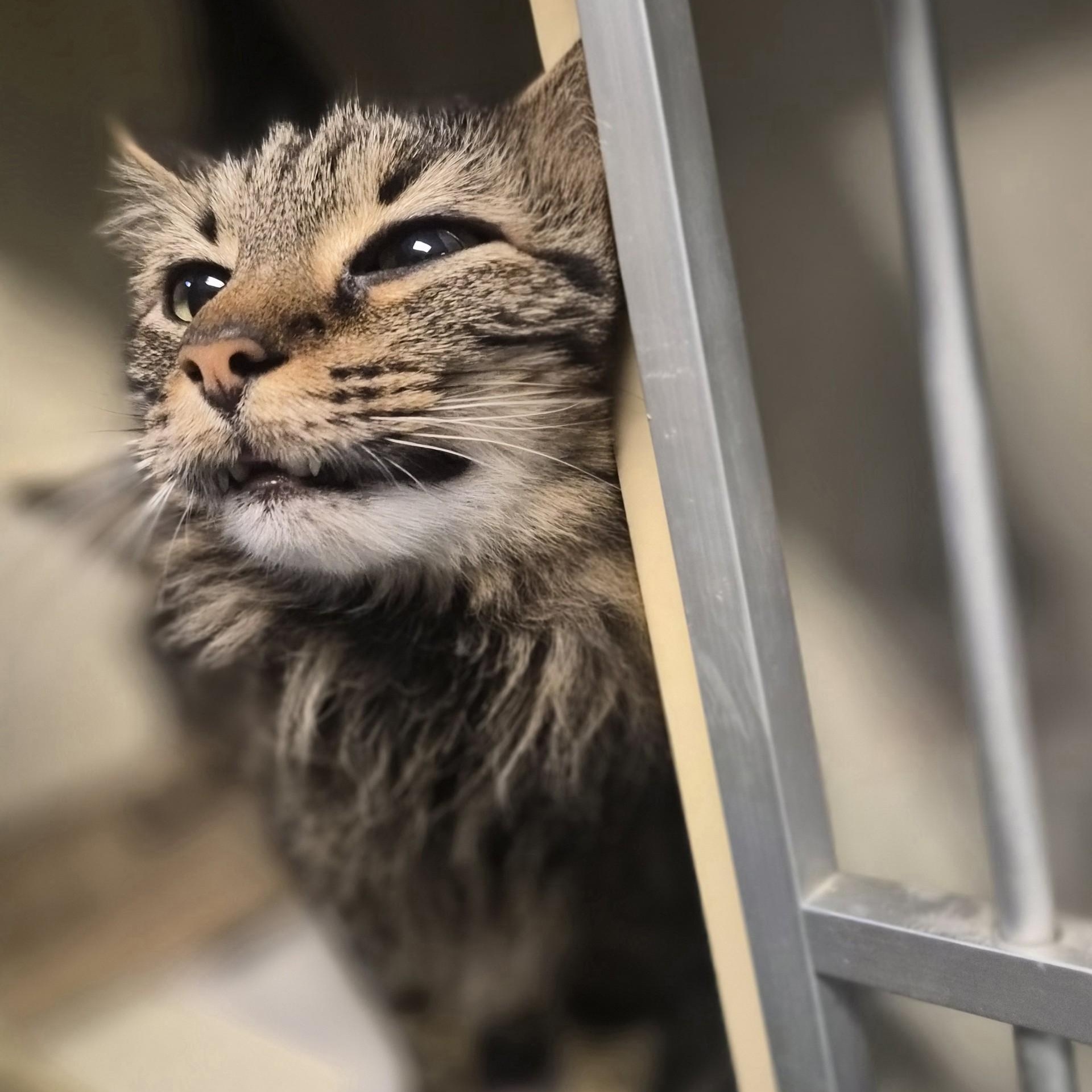 Enlarge Phoenix, a ADOPTABLE Domestic Medium Hair in Cornelius, NC image 4/4