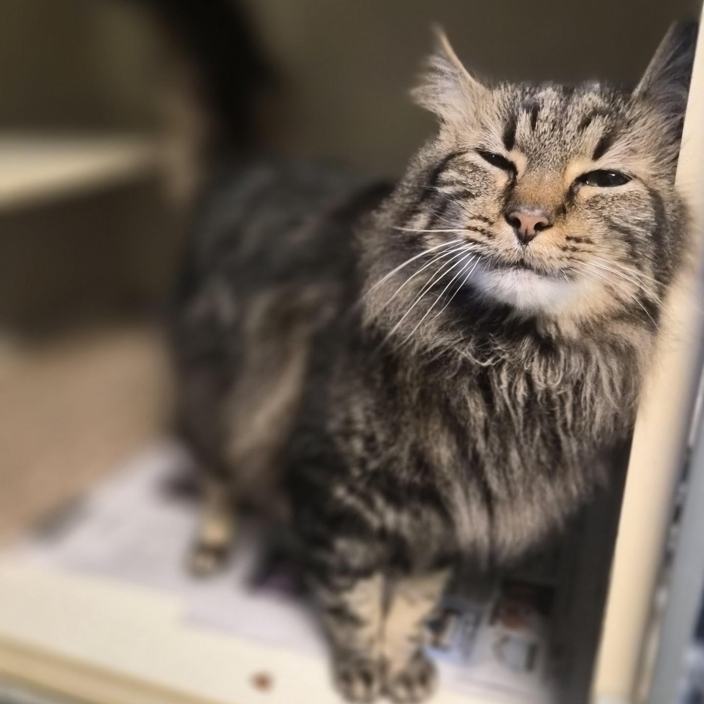 Enlarge Phoenix, a ADOPTABLE Domestic Medium Hair in Cornelius, NC image 3/4